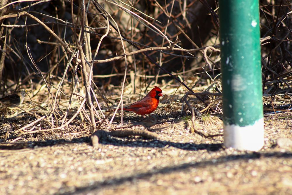 Bright red male cardinal perched on ground near green pole among bare winter branches.