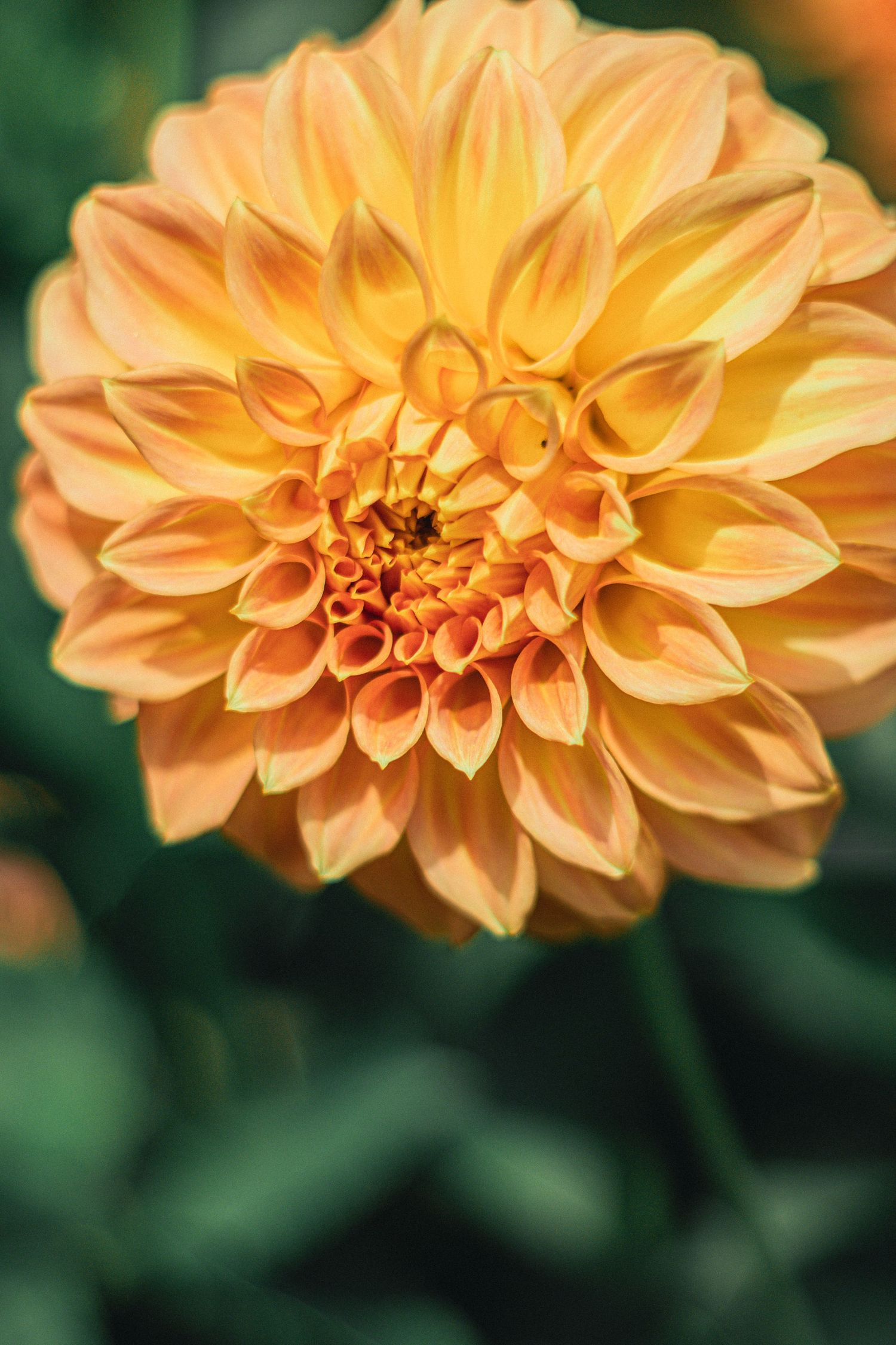 Close-up of a vibrant orange dahlia flower in full bloom with layered petals against a green bokeh background.