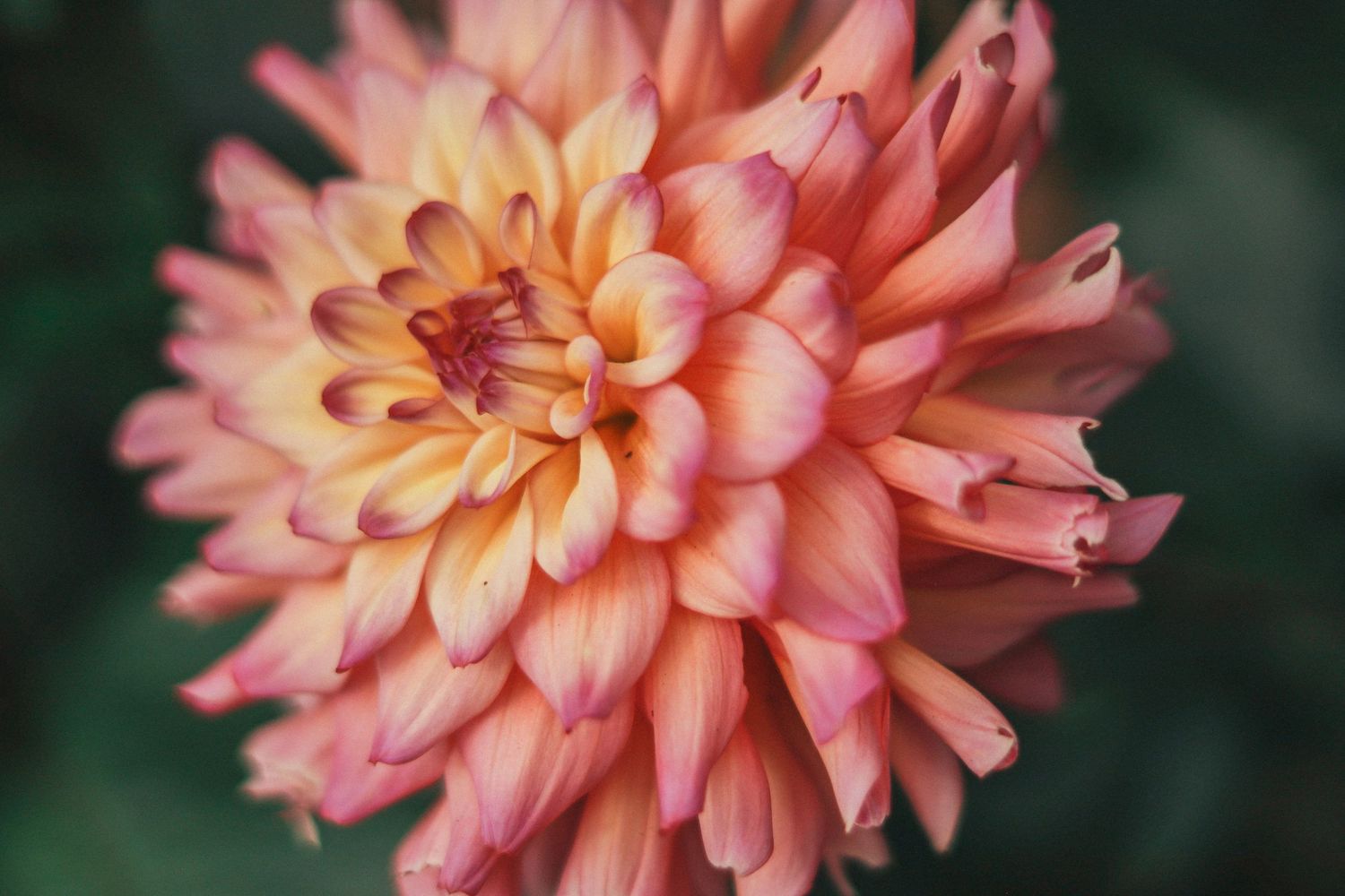 Close-up of a vibrant pink and peach dahlia flower in full bloom against a dark green background.