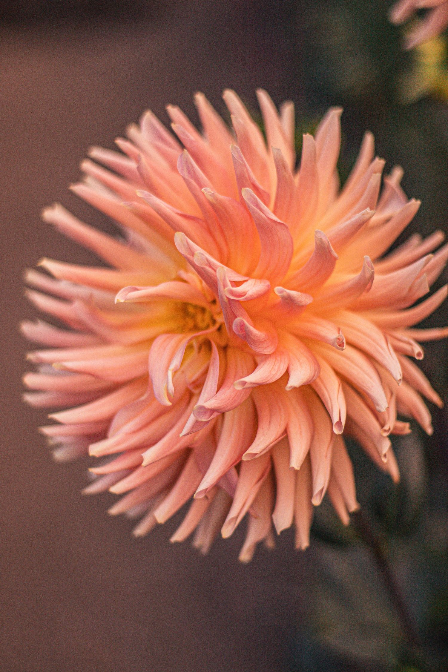 Close-up of a peach dahlia flower with layered pointed petals in full bloom against a soft dark background.