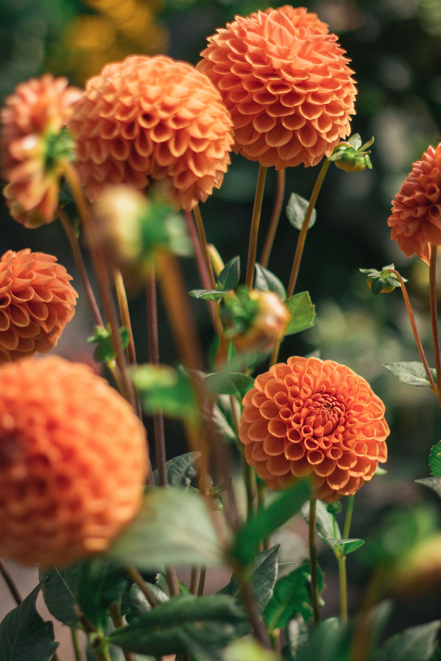 Vibrant orange ball dahlias in full bloom with lush green foliage in a garden setting.