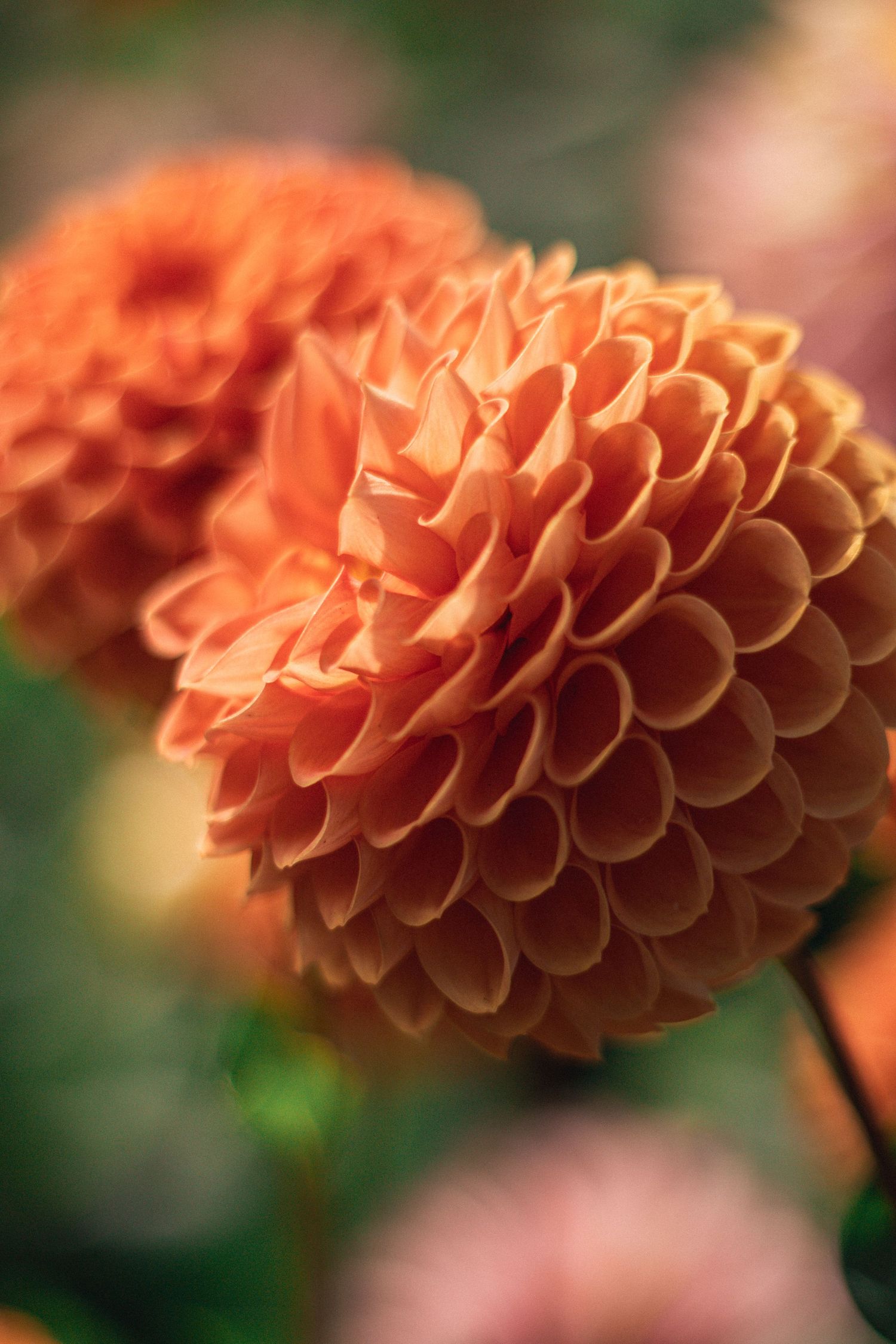 Close-up of vibrant orange dahlia flowers with layered petals in full bloom against a soft green bokeh background.