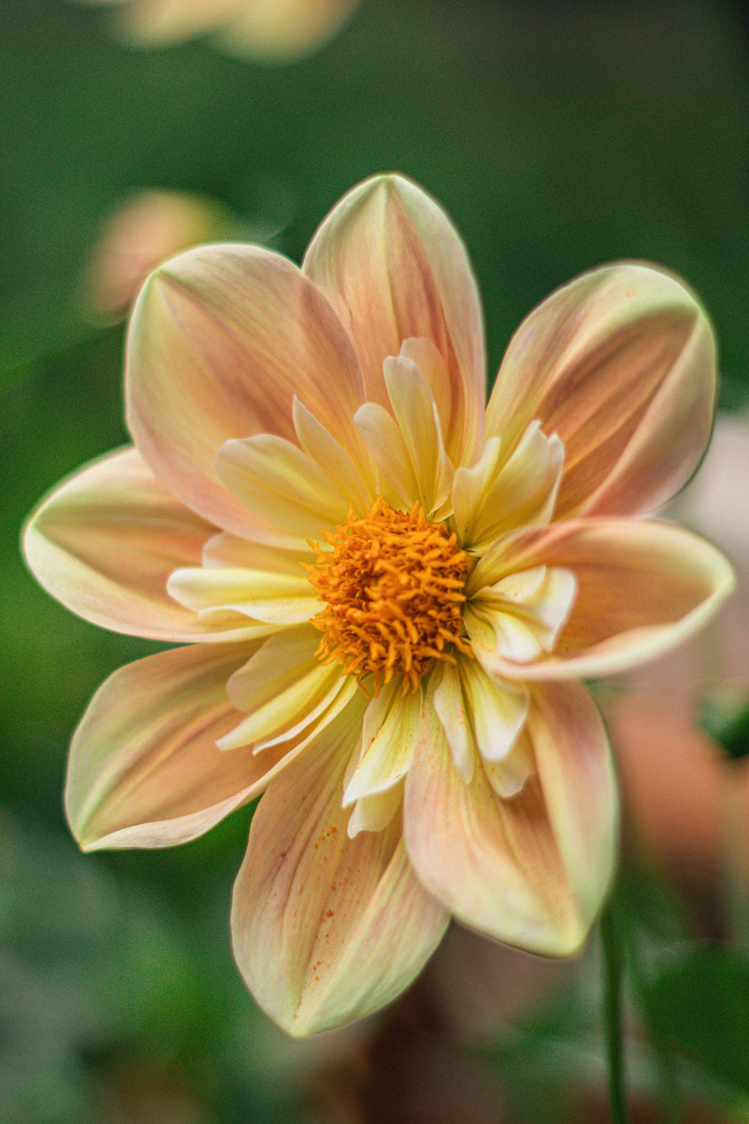 Close-up of a peach dahlia flower with yellow center blooming in a garden.