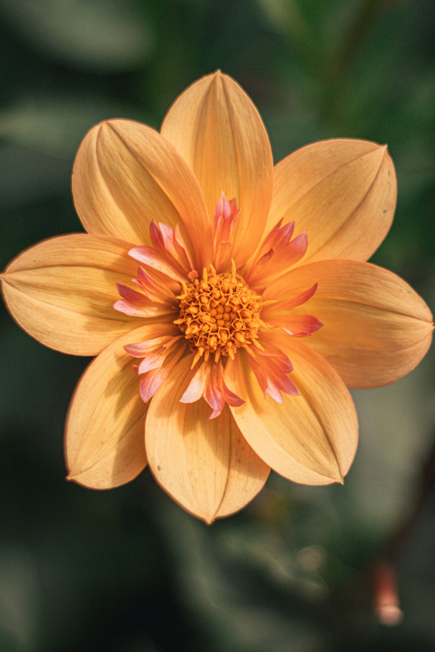 Close-up of a vibrant orange dahlia flower with pink-tipped inner petals and yellow center, set against green foliage.