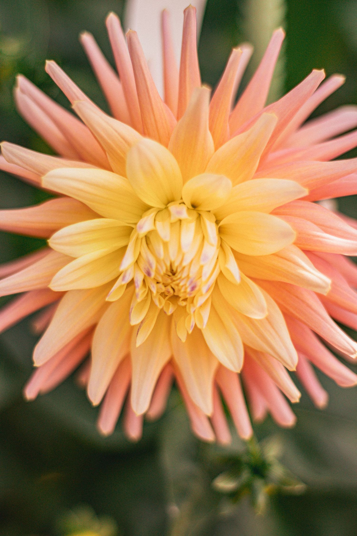 Close-up of a blooming peach and yellow dahlia flower with pointed petals against a green background.