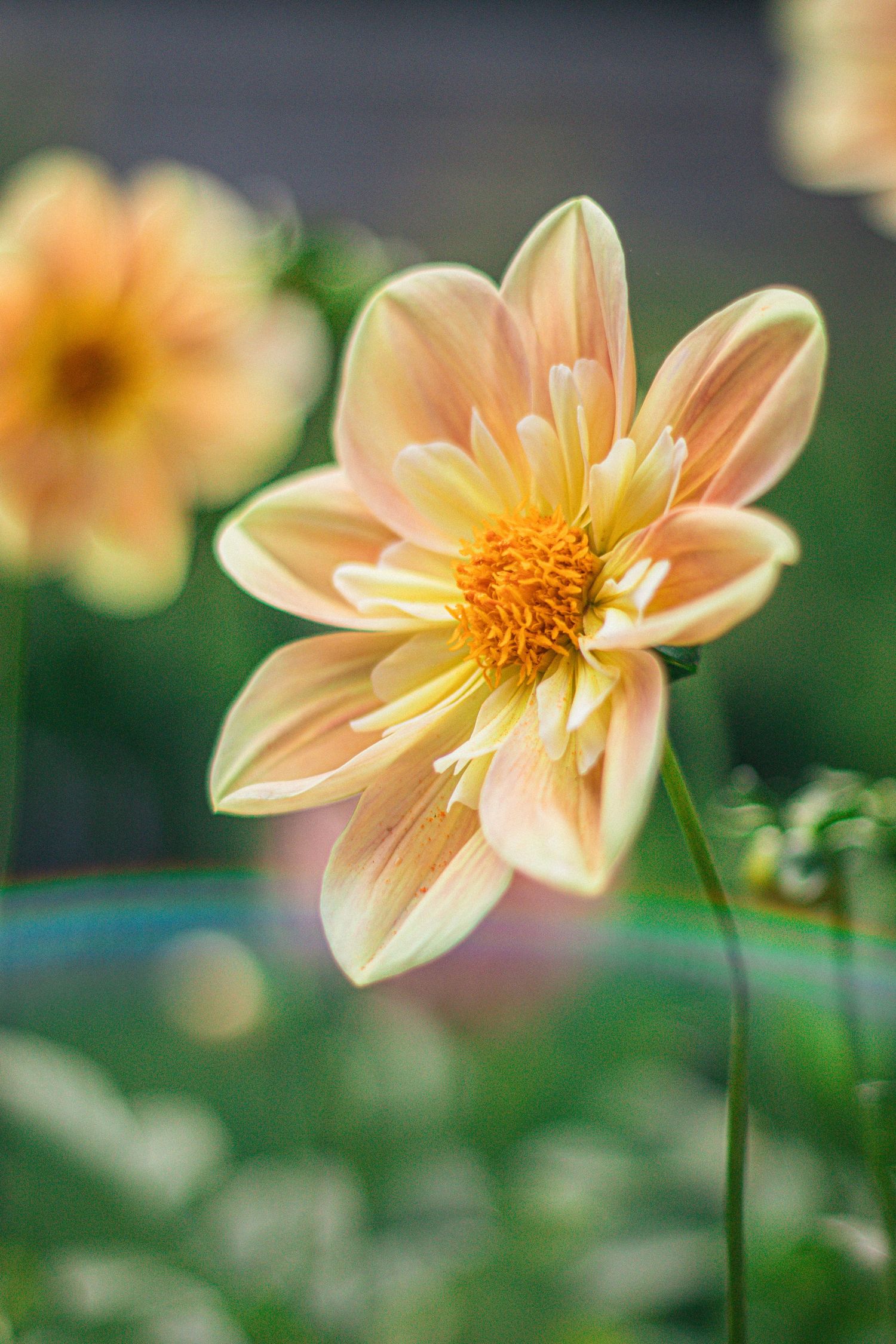 A close-up of a peach dahlia flower with yellow center blooming in a garden with soft green bokeh background.