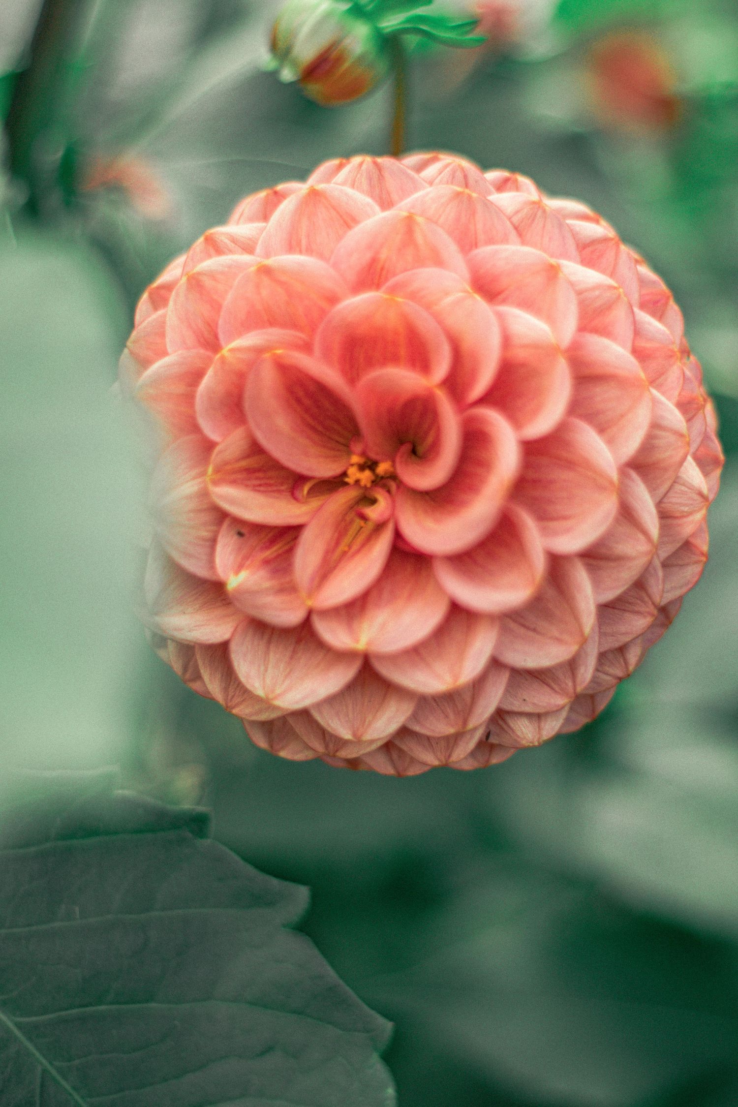 A close-up of a blooming pink dahlia flower with layered petals against a soft green blurred background.