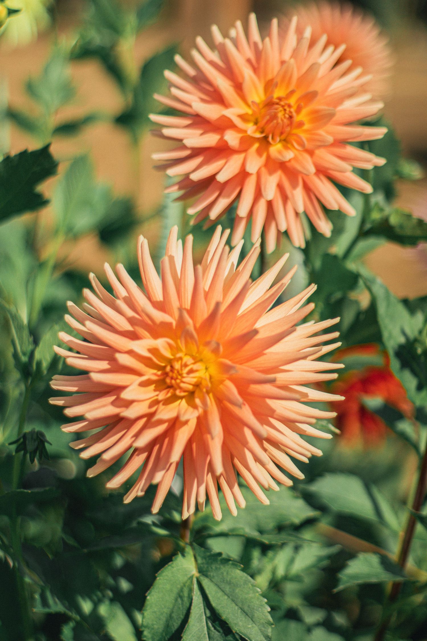 Two vibrant orange cactus dahlia flowers in full bloom surrounded by lush green foliage in a garden setting.