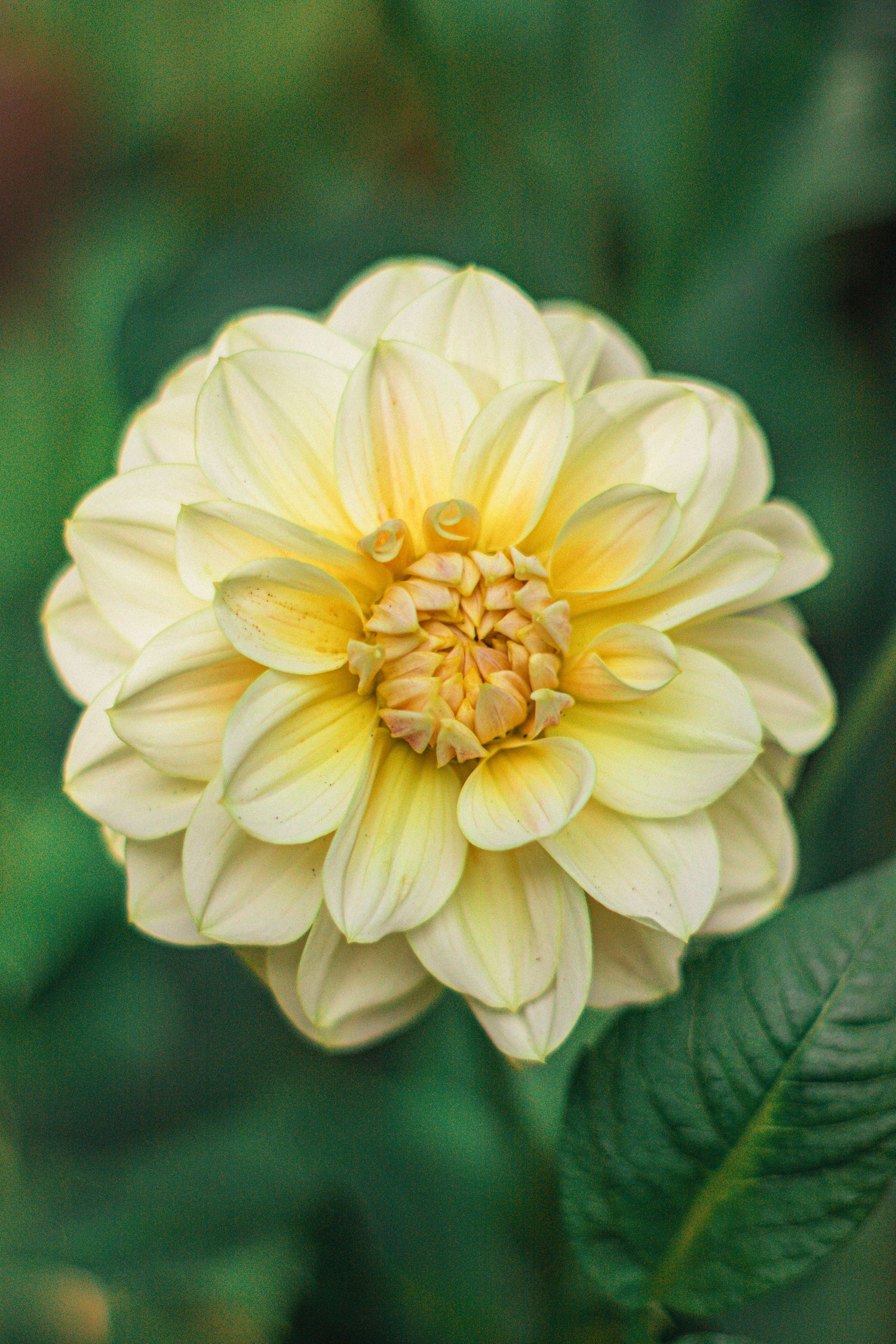 A close-up of a blooming yellow dahlia flower with layered petals and a golden center, surrounded by green leaves.