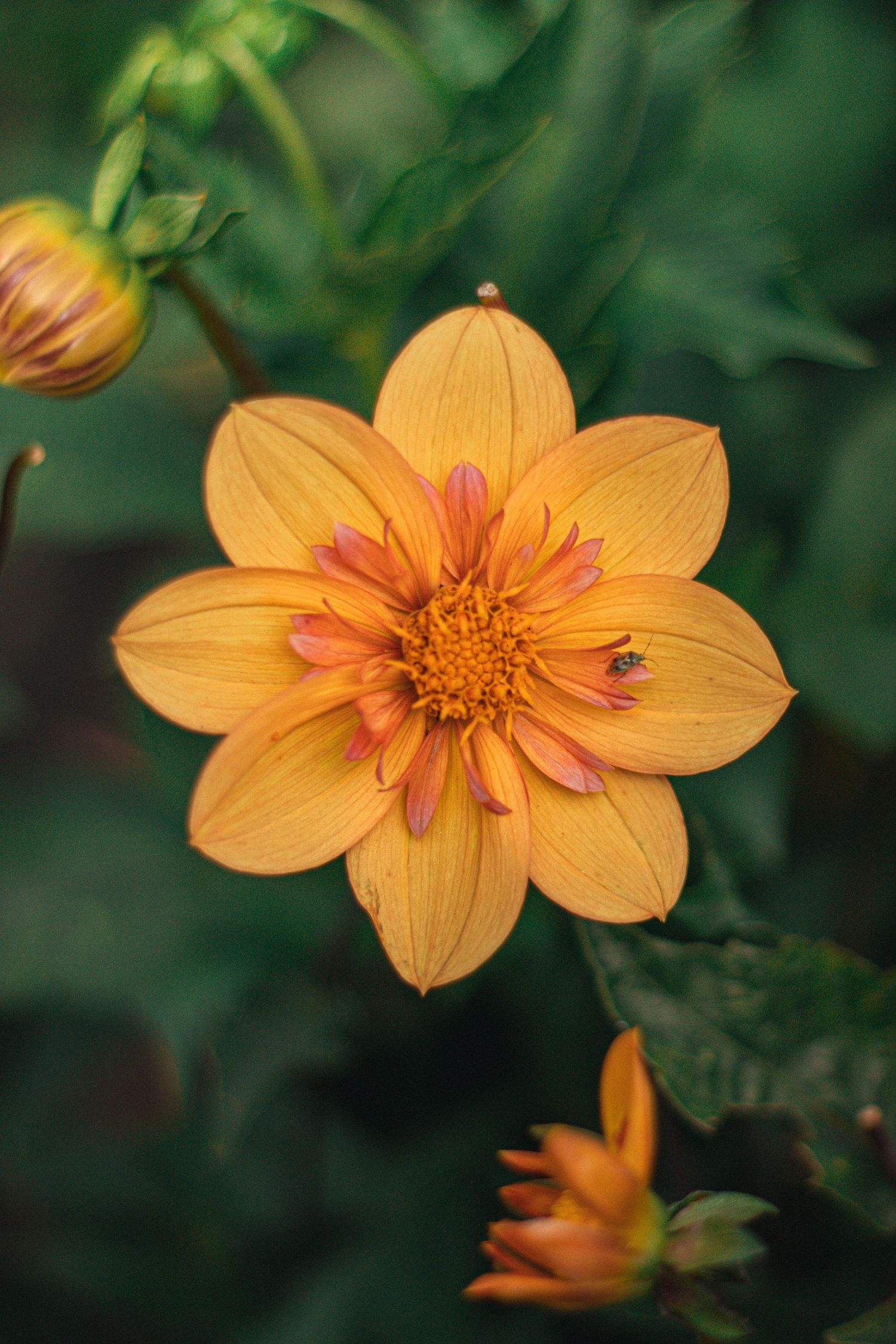 Vibrant orange dahlia flower in full bloom with a small insect on its petals, surrounded by green foliage and buds.