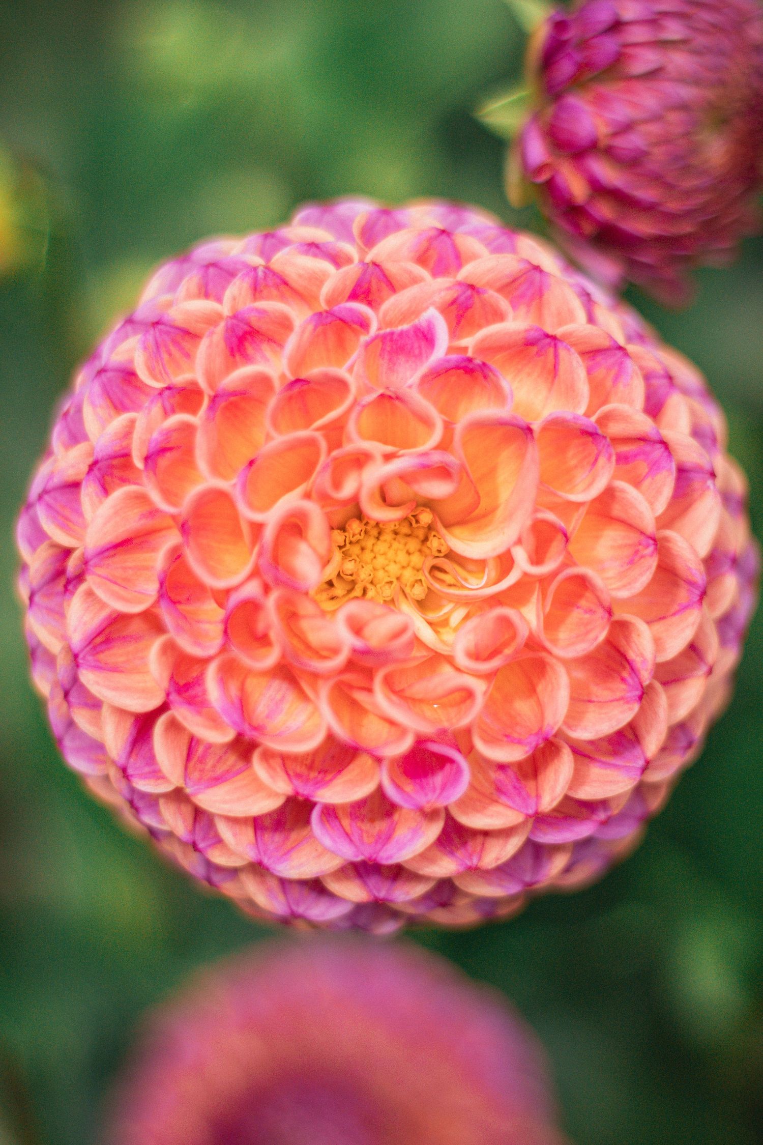 Close-up of a vibrant pink and orange ball dahlia flower in full bloom with a yellow center, set against a green background.