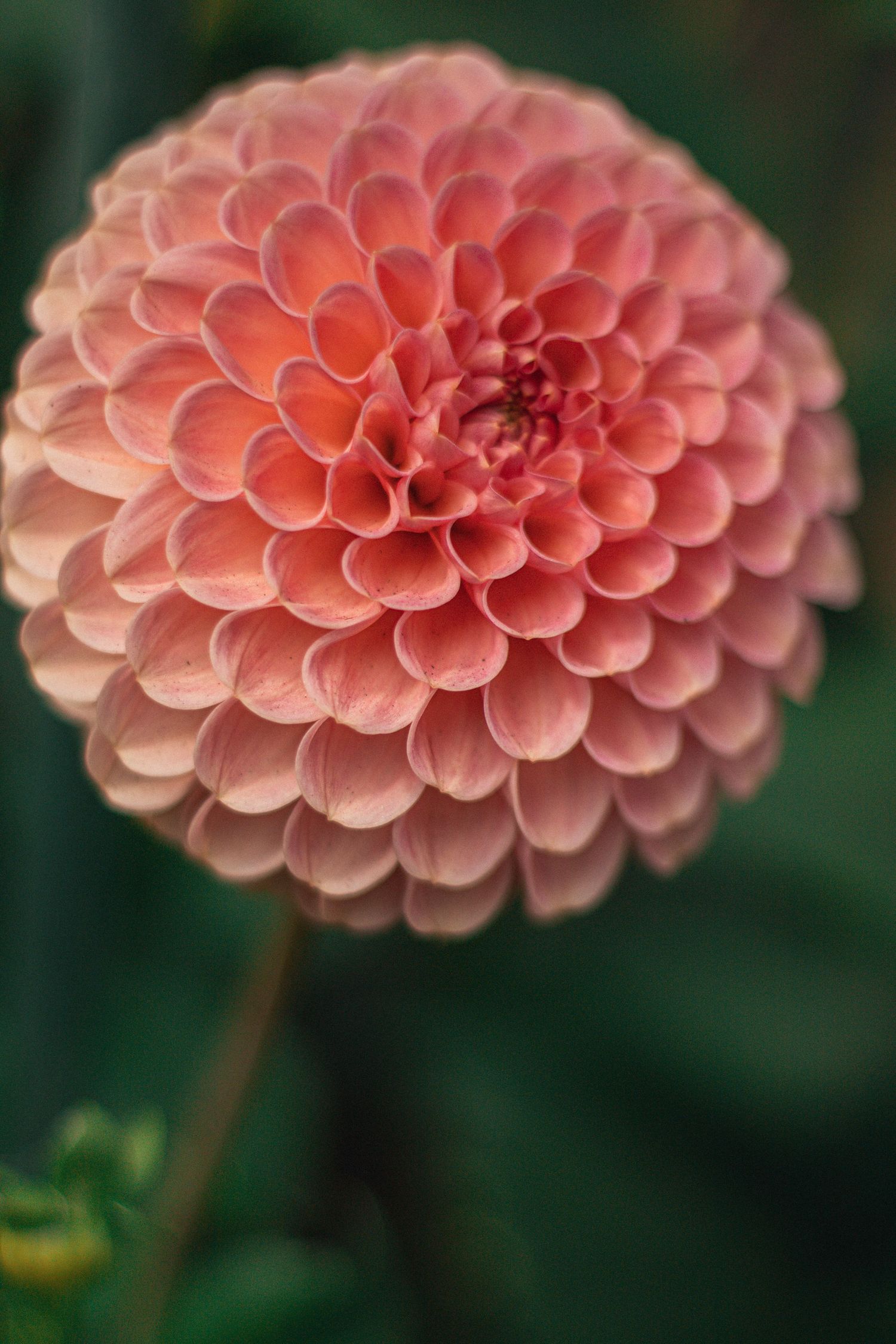 Close-up of a perfectly round pink dahlia flower in full bloom against a soft green background.
