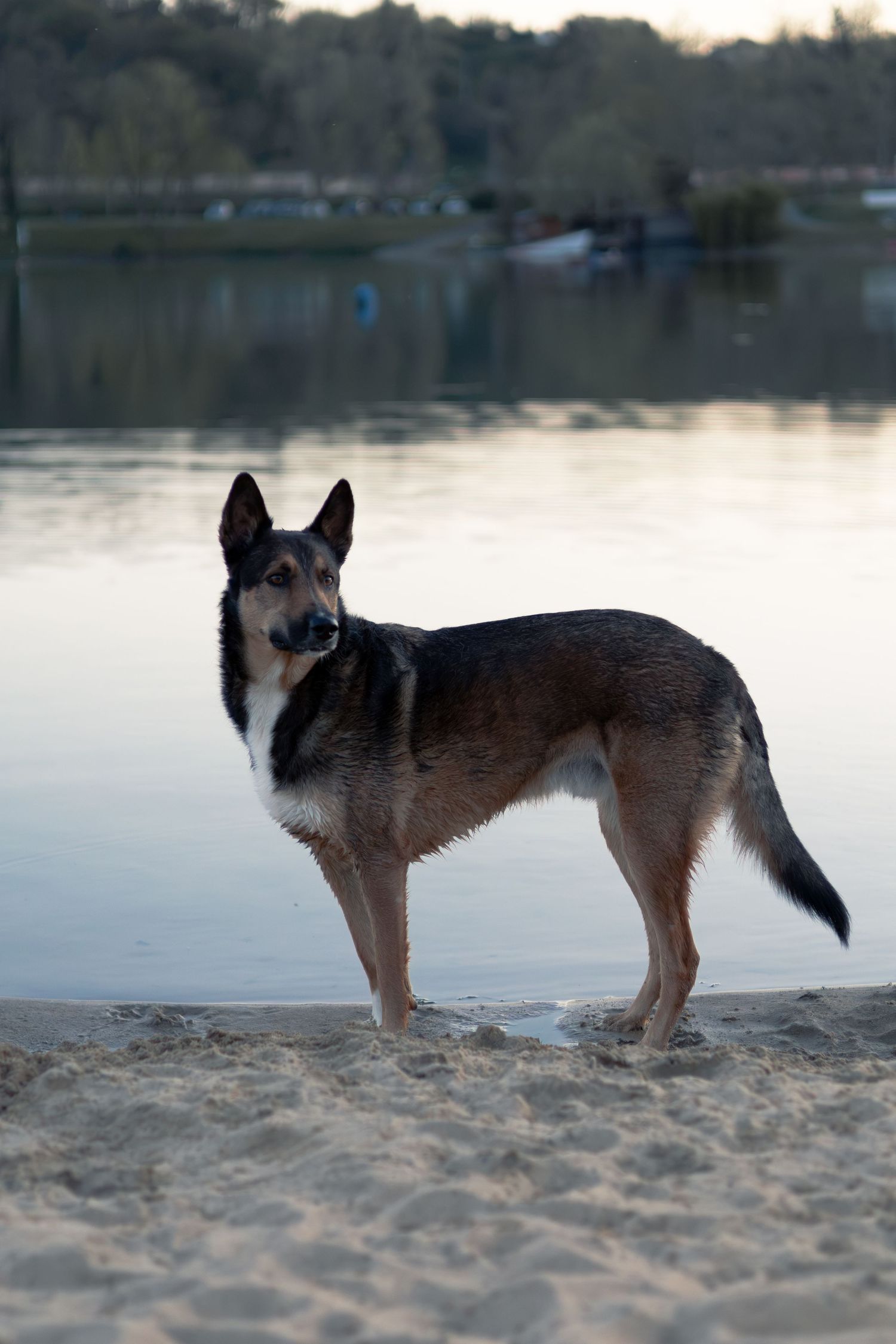 Portrait naturel d'un chien en extérieur au bord d'un lac orthez