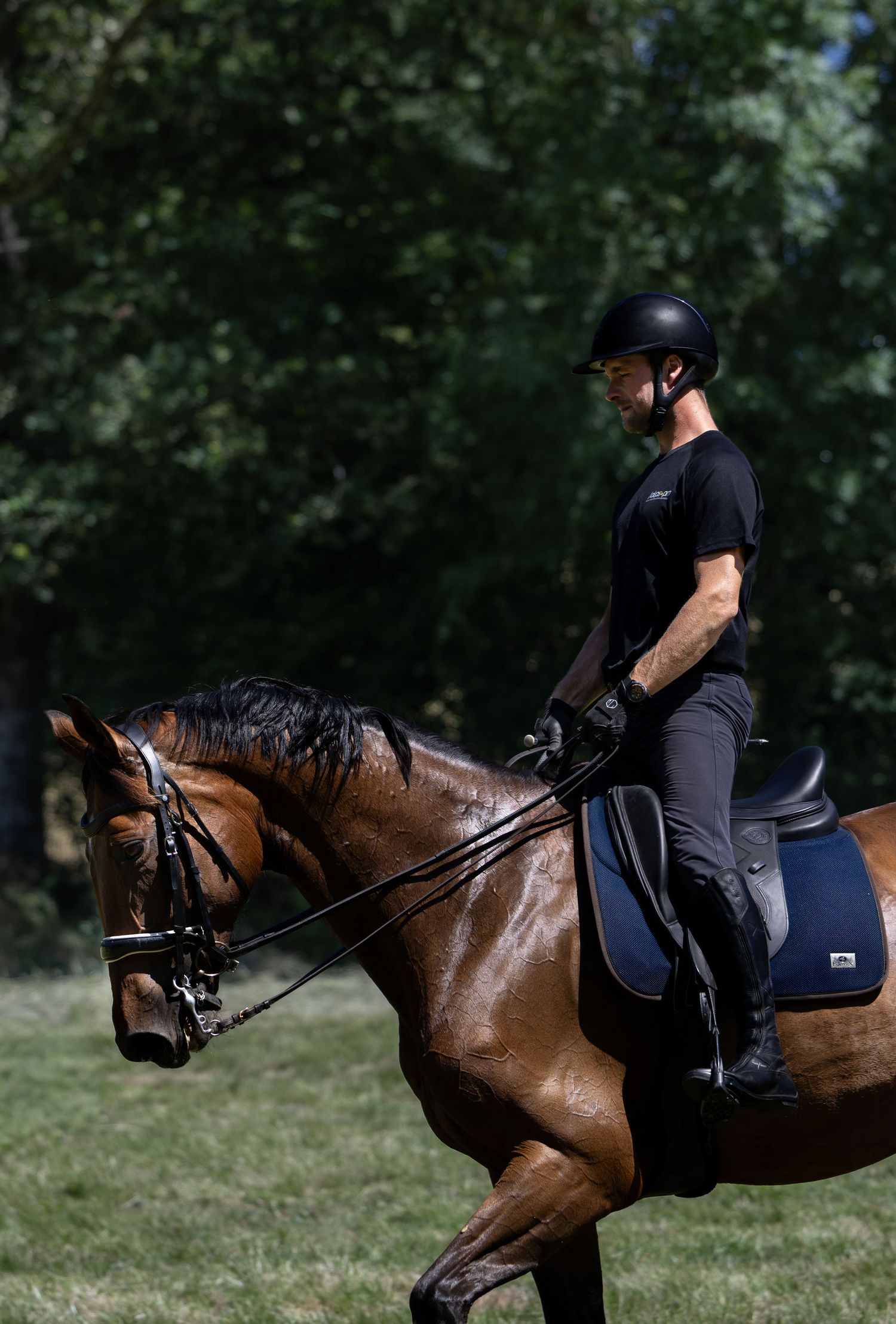 Photographe professionnelle portraitiste animalière, la photographie équine avec cheval et les photo chien. Pyrénées-atlantiques gironde