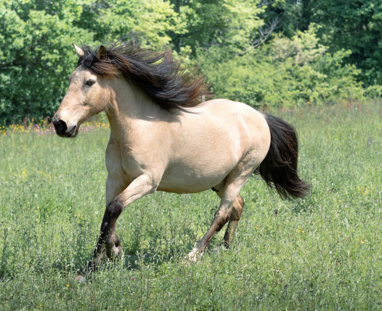 cheval qui galope dans un pré photographe professionnelle