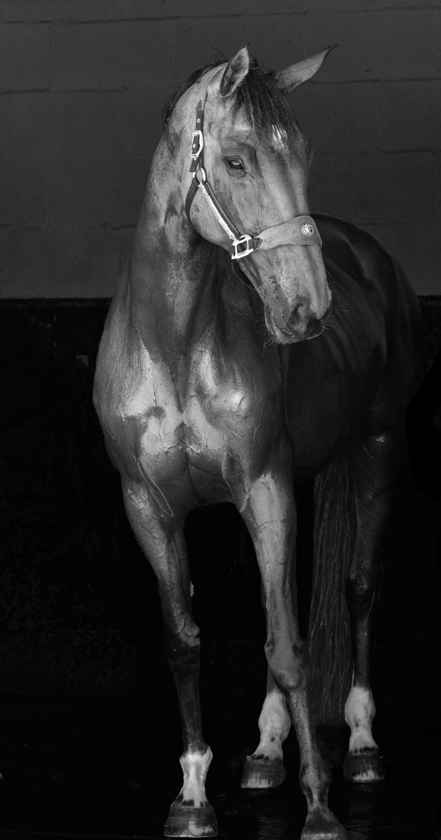 Photographe professionnelle portraitiste animalière, la photographie équine avec cheval et les photo chien. Pyrénées-atlantiques gironde
