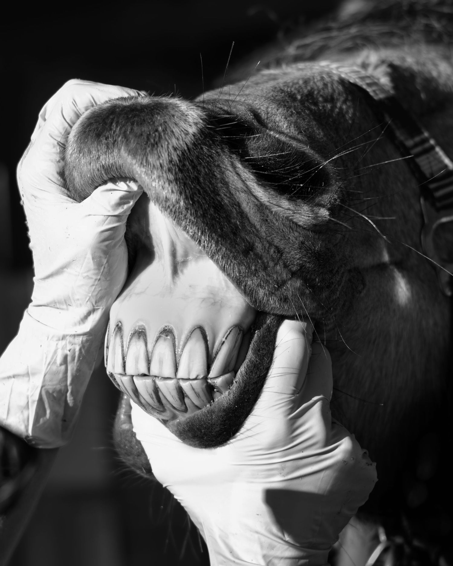 Photographe professionnelle portraitiste animalière, la photographie équine avec cheval et les photo chien. technicien dentaire gironde