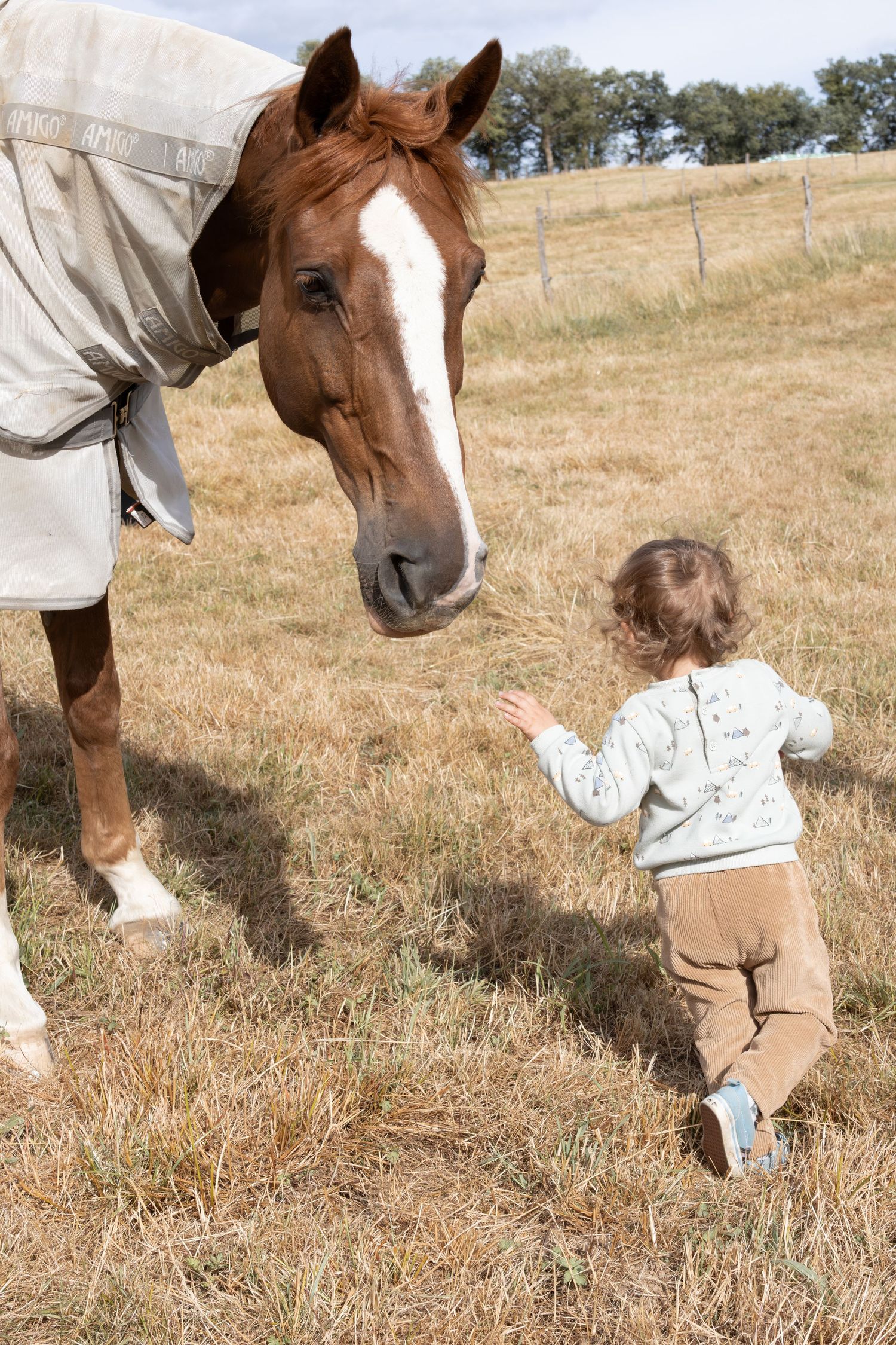 Détail de la tête d'un cheval alezan et un enfant dans les landes