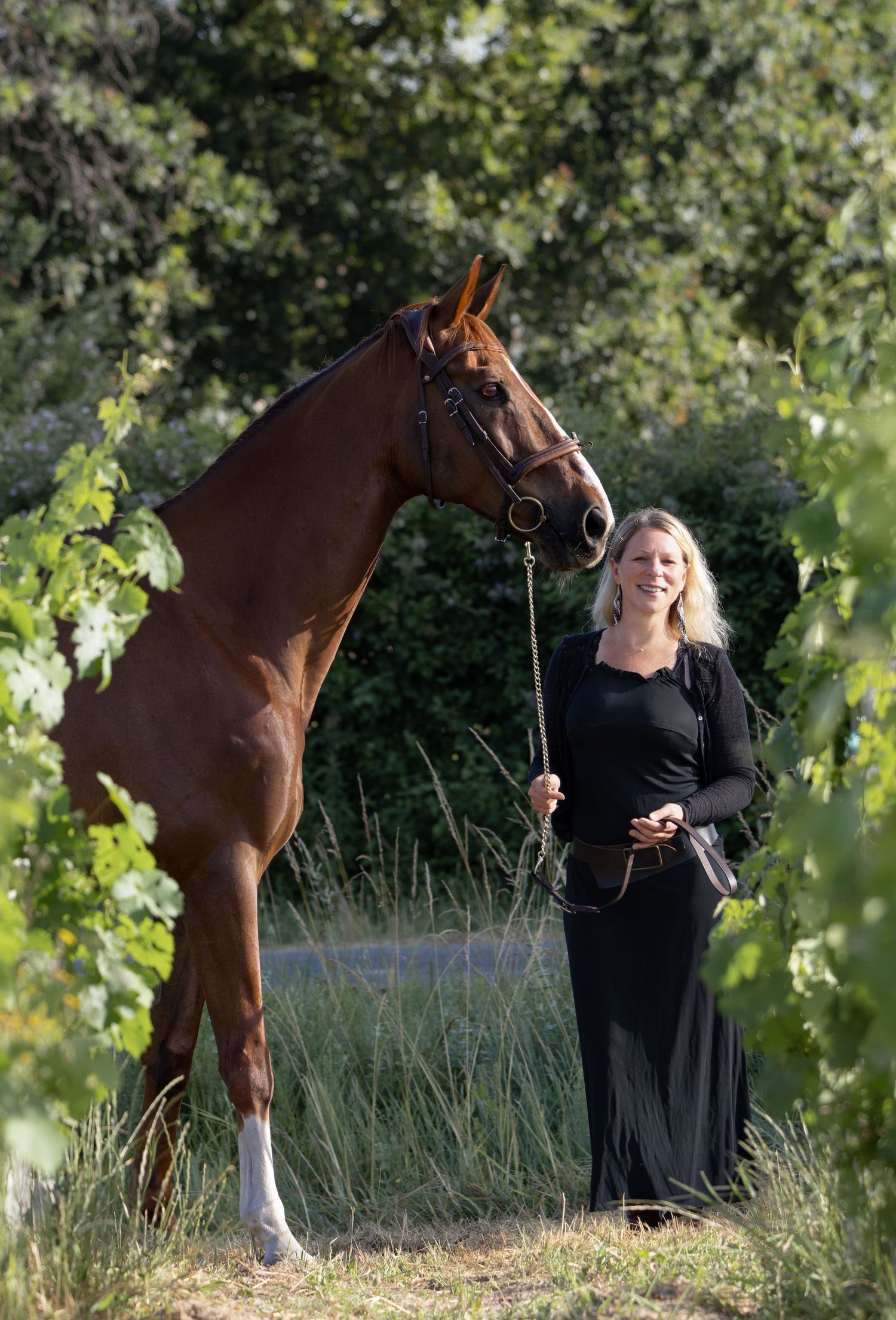 cheval dans les vignes dans le médoc en gironde château vignoble