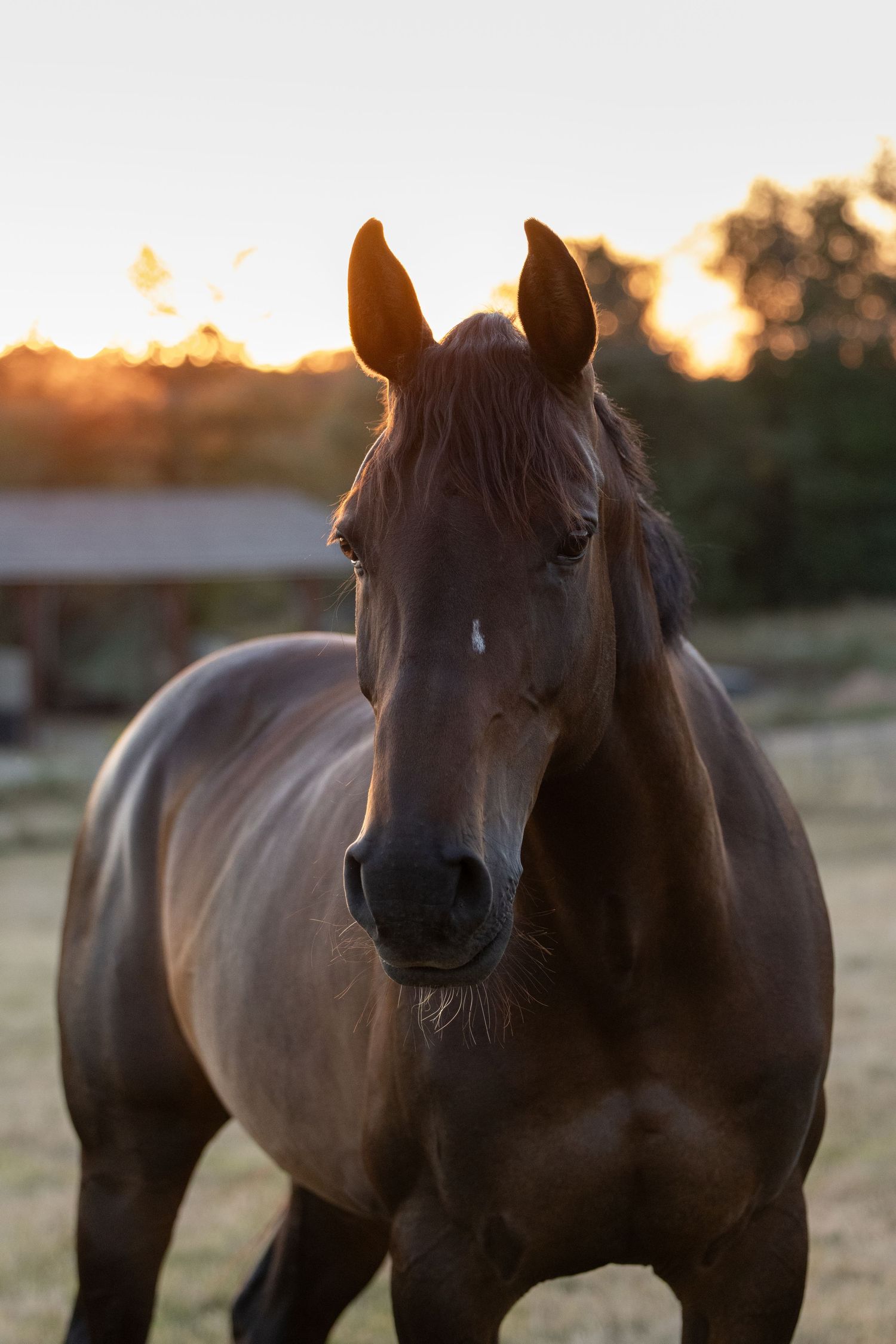 Portrait d'un cheval noir dans les pyrenées atlantique