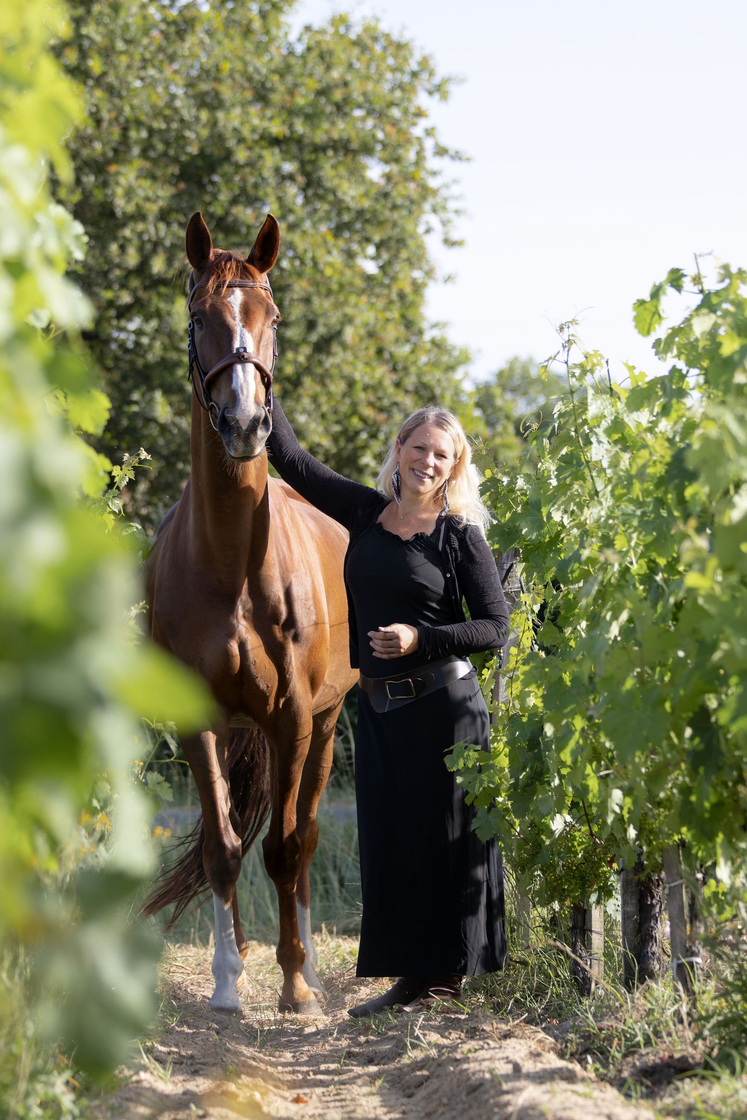 cheval dans les vignes dans le médoc en gironde