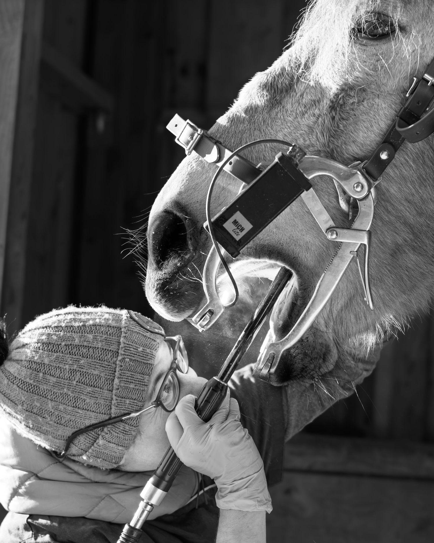 Photographe professionnelle portraitiste animalière, la photographie équine avec cheval et les photo chien. technicien dentaire gironde