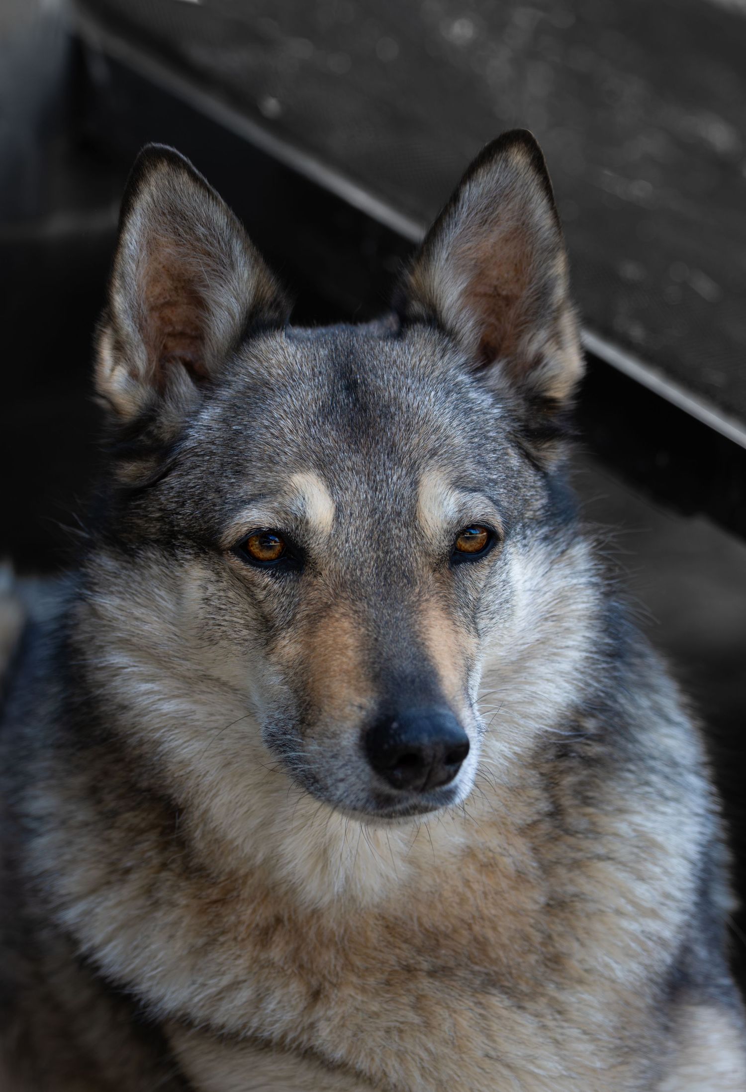 Photographe professionnelle portraitiste animalière, la photographie équine avec cheval et les photo chien. Pyrénées-atlantiques gironde