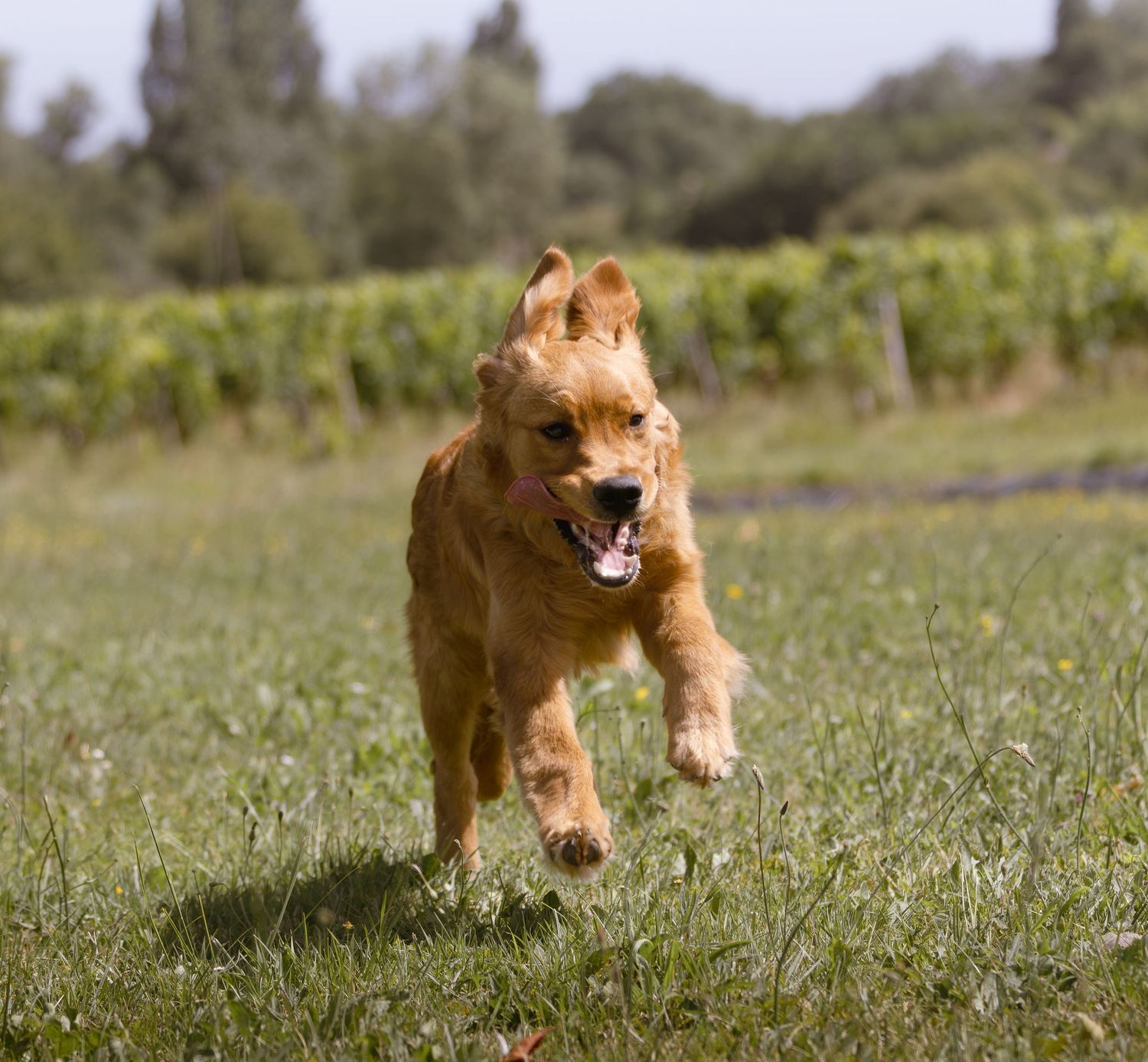 Chien qui court dans un parc en Gironde