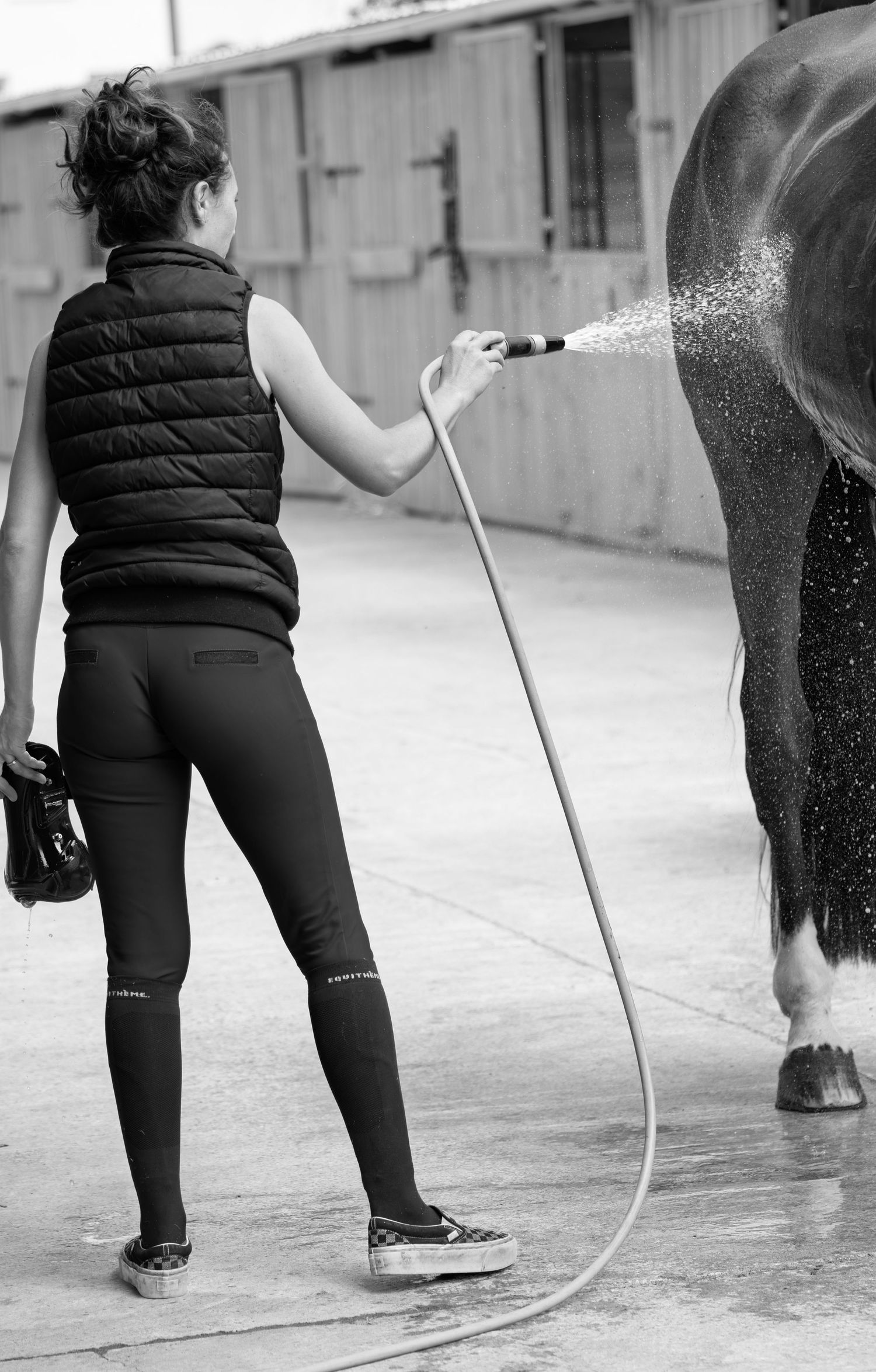Photographe professionnelle portraitiste animalière, la photographie équine avec cheval et les photo chien. Pyrénées-atlantiques gironde