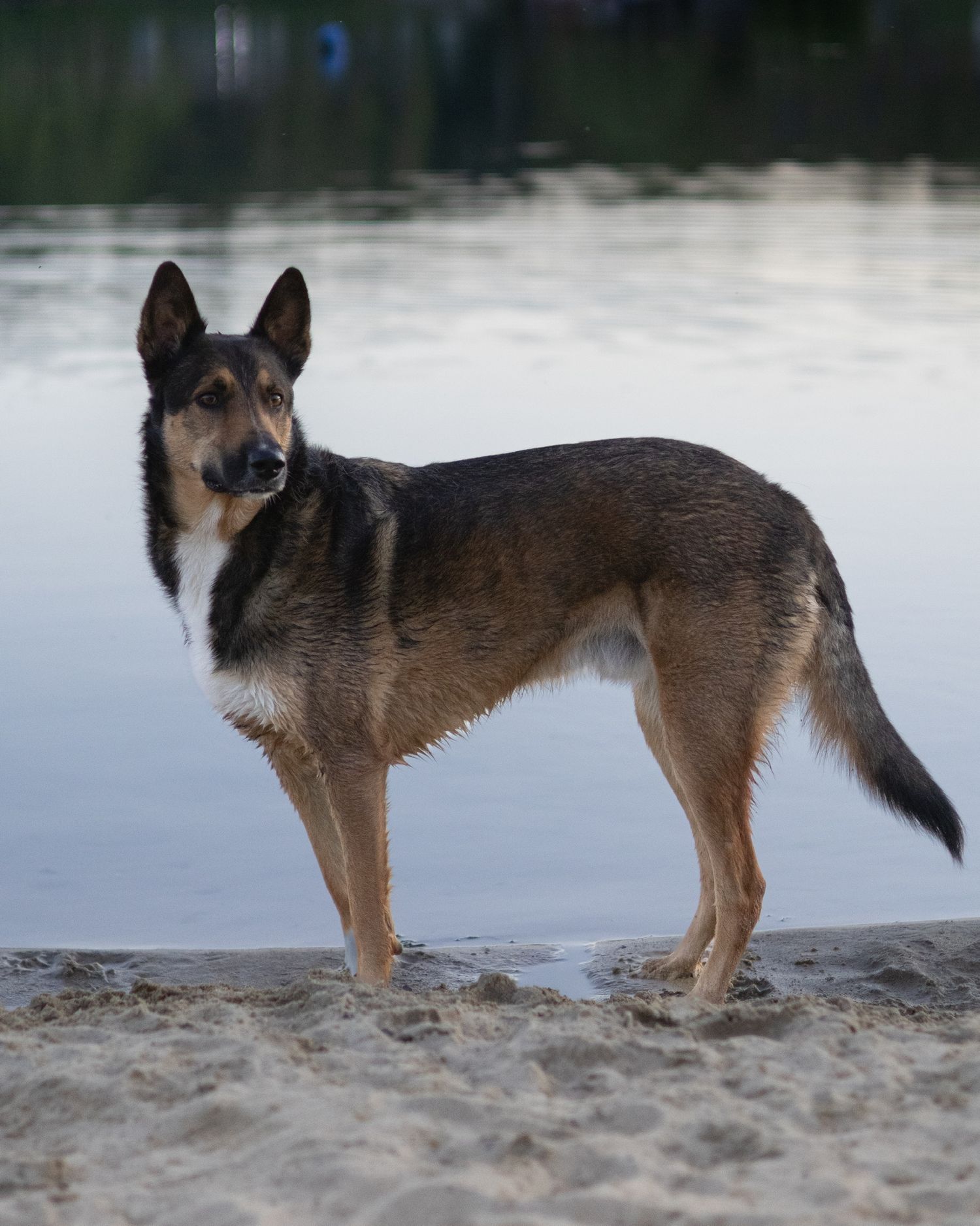 Photographe professionnelle portraitiste animalière, la photographie équine avec cheval et les photo chien. Pyrénées-atlantiques gironde