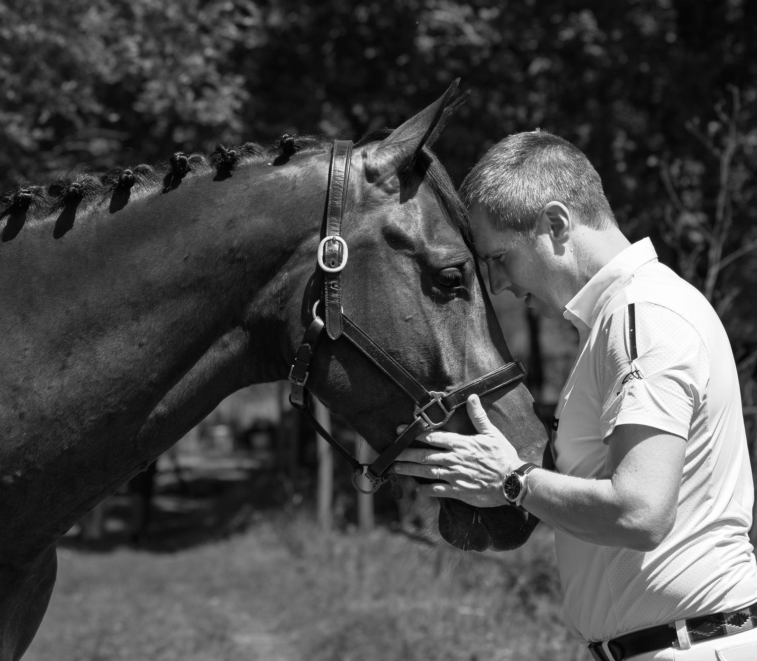 Photographe professionnelle portraitiste animalière, la photographie équine avec cheval et les photo chien. Pyrénées-atlantiques gironde