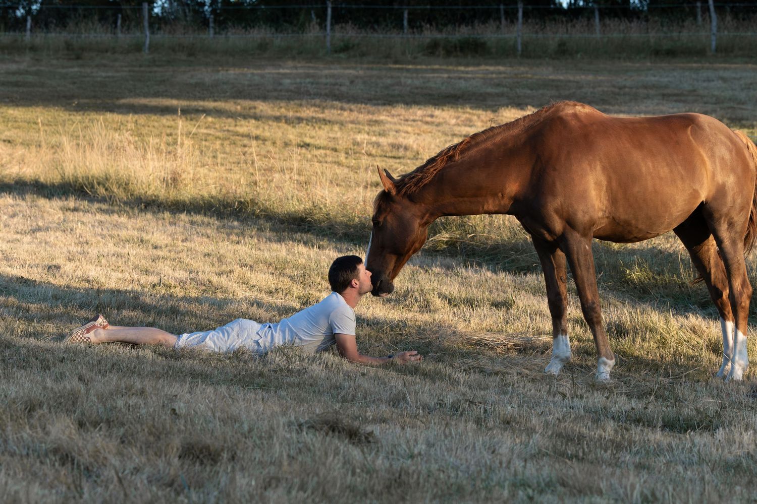Photographe professionnelle portraitiste animalière, la photographie équine avec cheval et les photo chien. Pyrénées-atlantiques gironde
