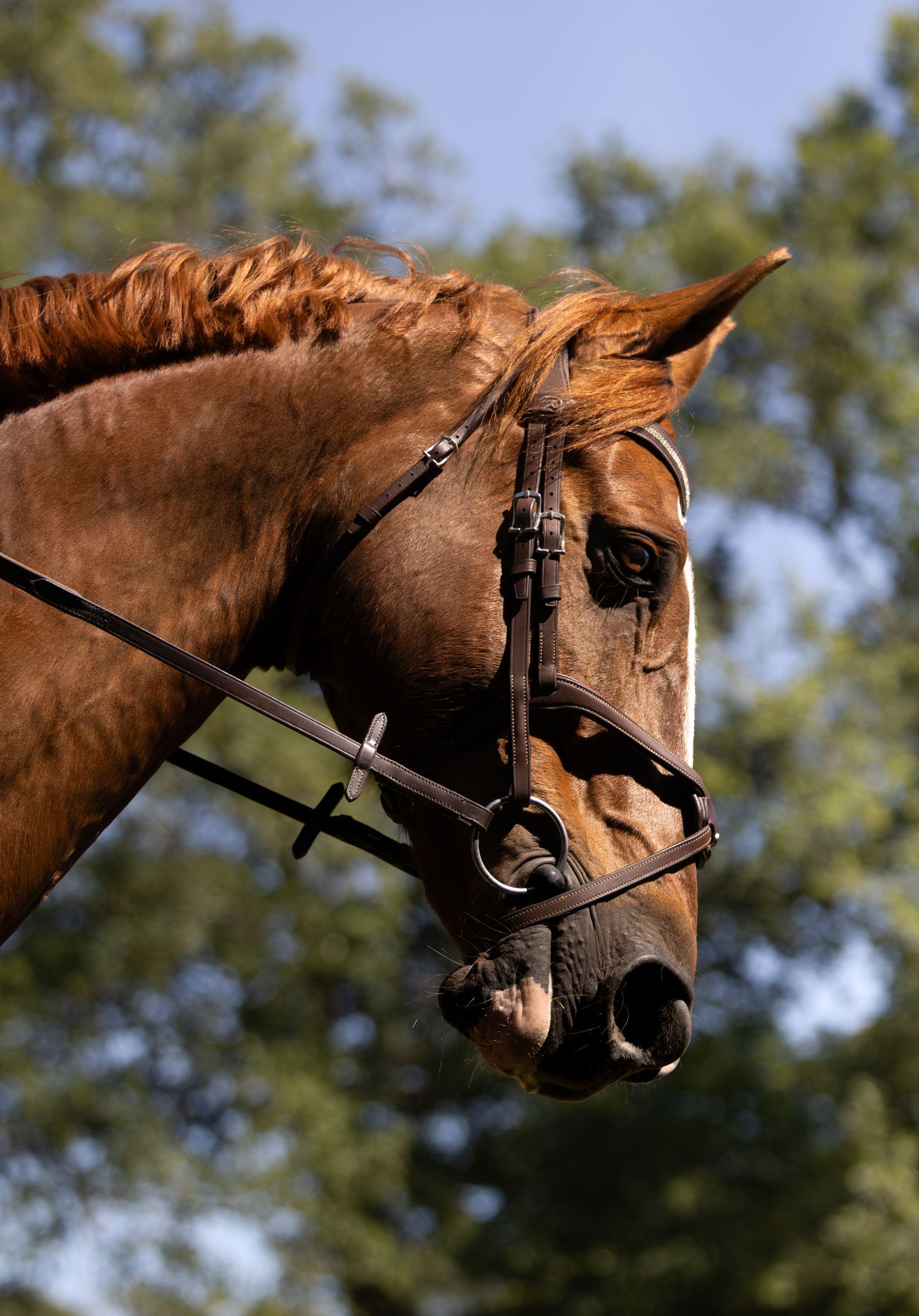 Tête cheval bai dans les pyrenées Atlantique à Bayonne