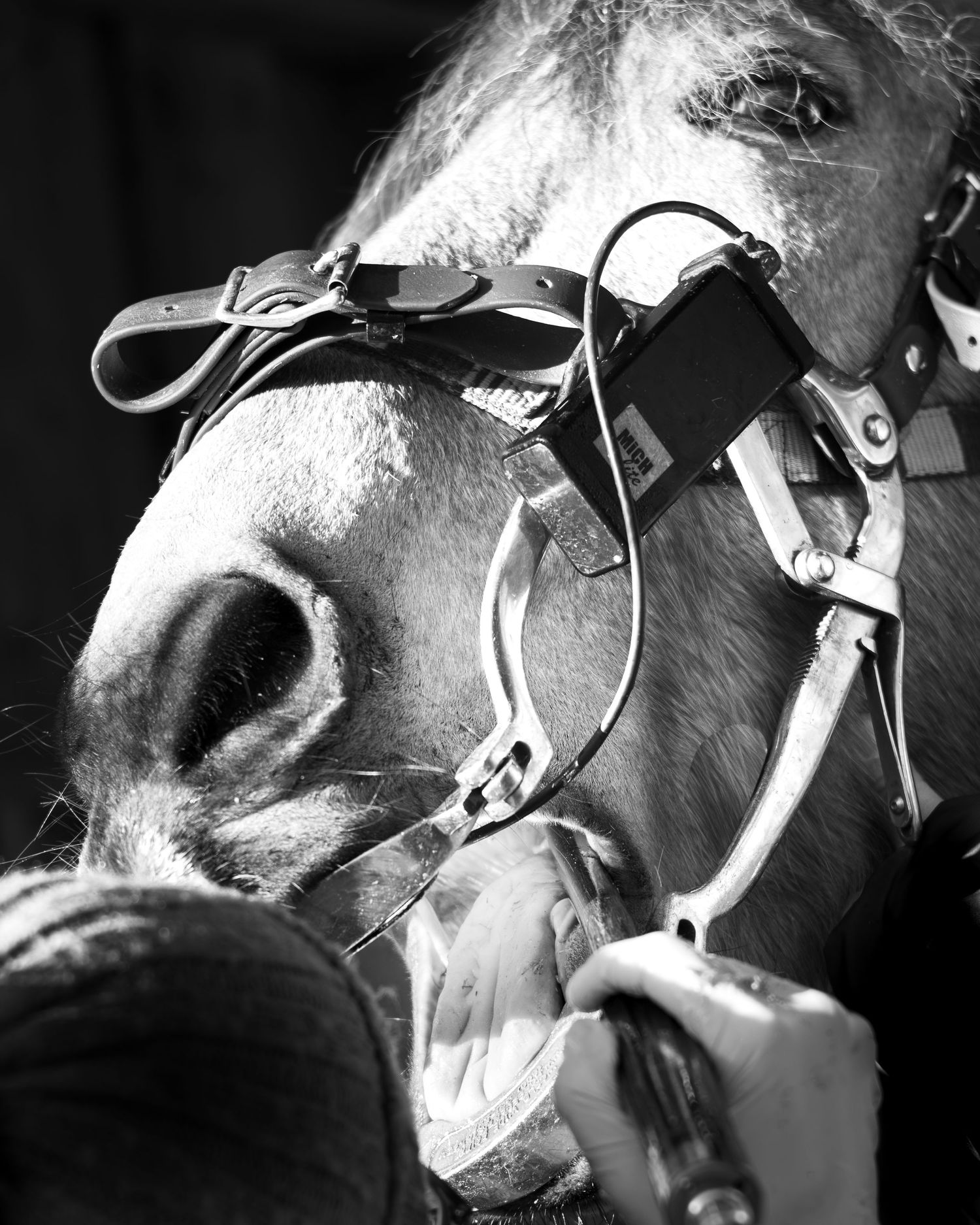 Photographe professionnelle portraitiste animalière, la photographie équine avec cheval et les photo chien. technicien dentaire gironde