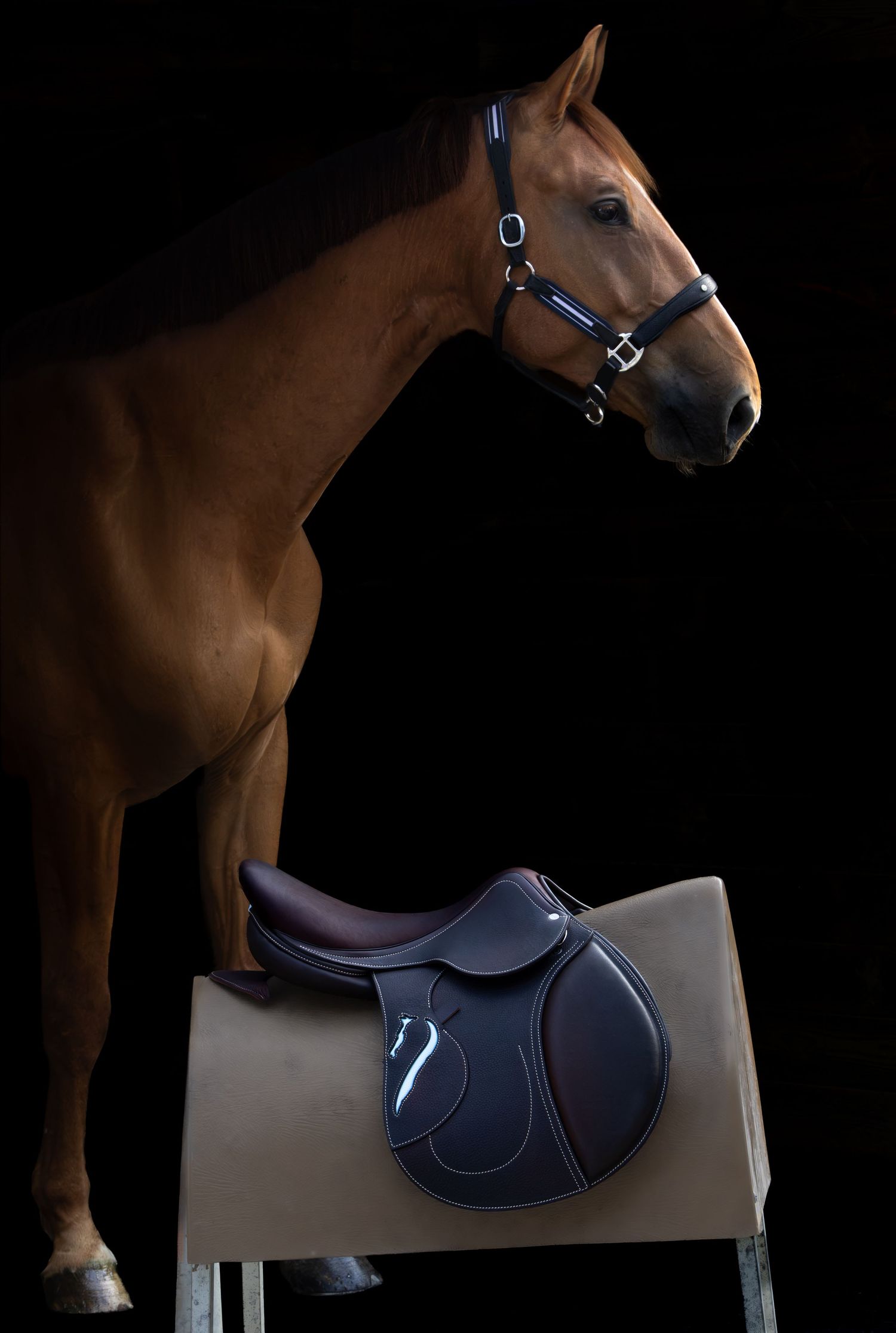 Photographe professionnelle portraitiste animalière, la photographie équine avec cheval et les photo chien. antares sellier gironde