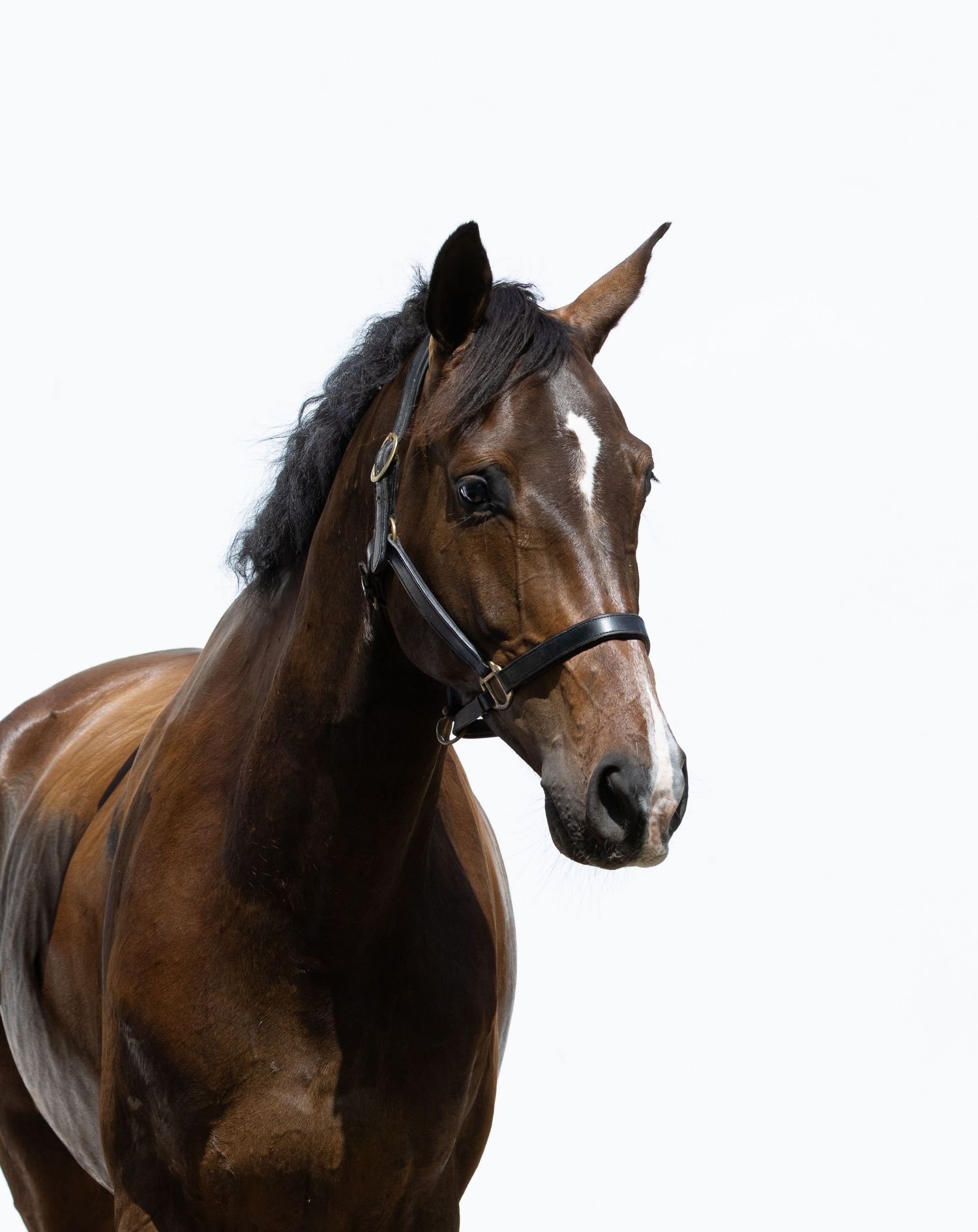 Portrait naturel d'un cheval – Saskaa Photographie