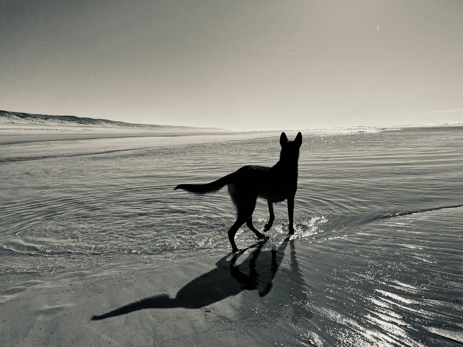 Photographe professionnelle portraitiste animalière, la photographie équine avec cheval et les photo chien. Pyrénées-atlantiques gironde