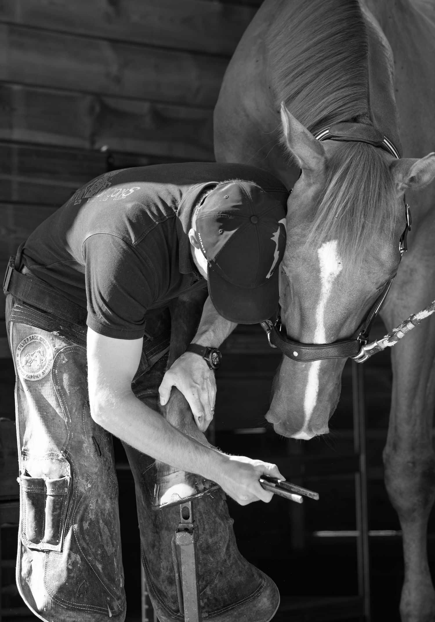 Photographe professionnelle portraitiste animalière, la photographie équine avec cheval et les photo chien. Pyrénées-atlantiques gironde