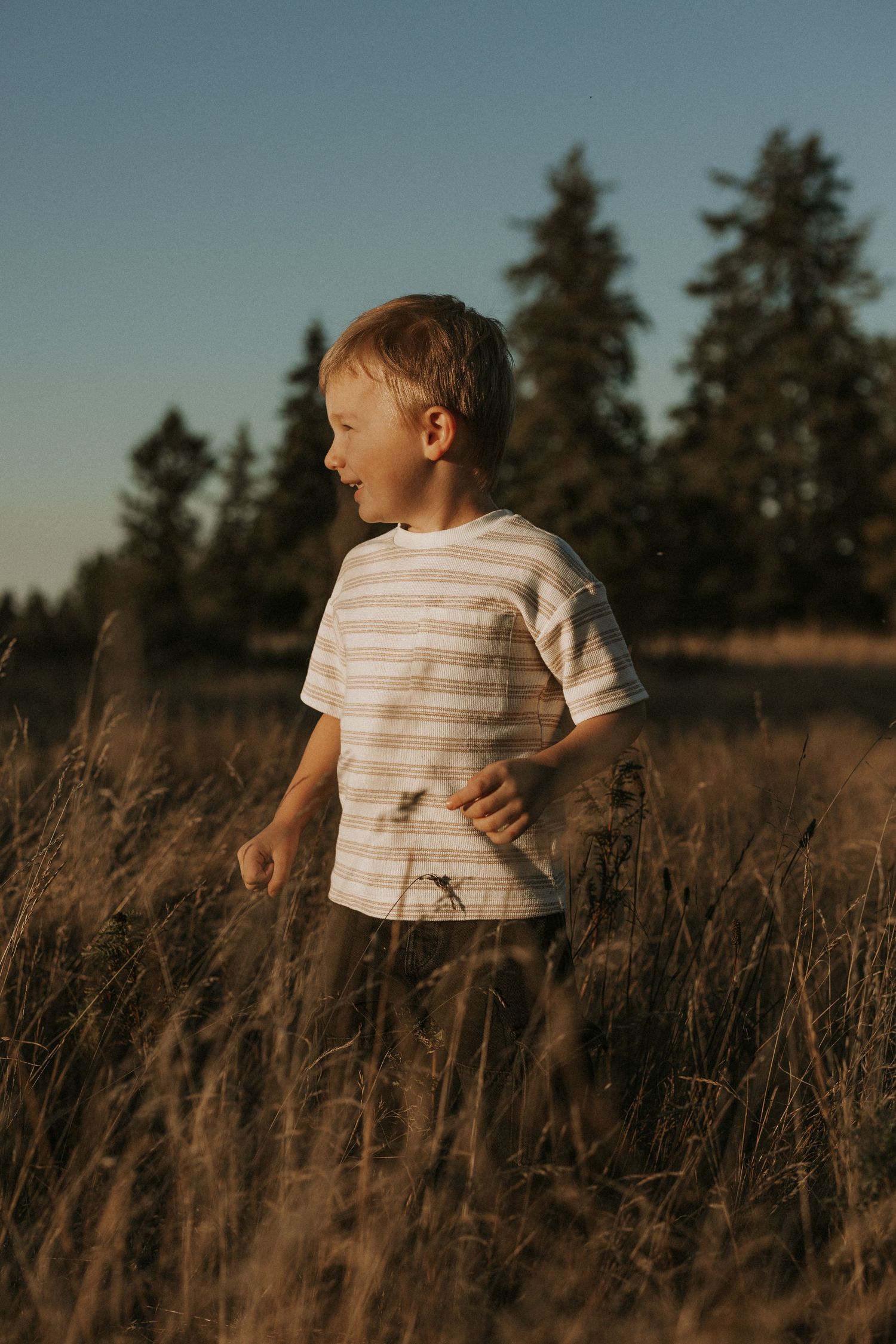 Young blonde boy in striped t-shirt standing in golden field at sunset with evergreen trees in background.