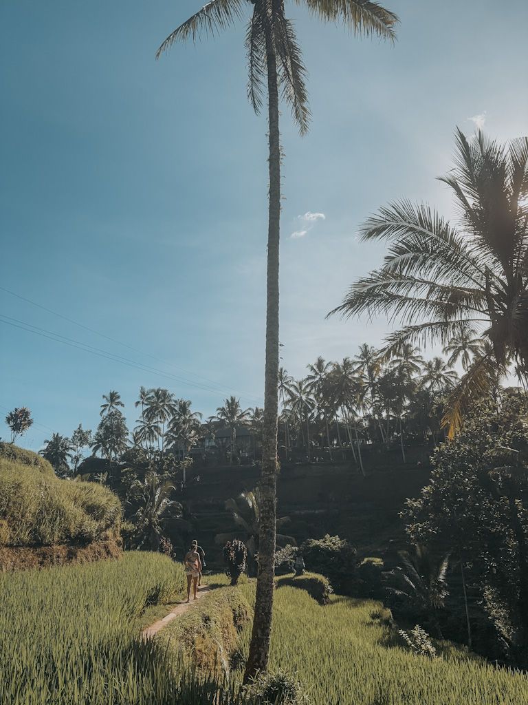 Rice field adventures during the Sacred Return Bali retreat in Ubud