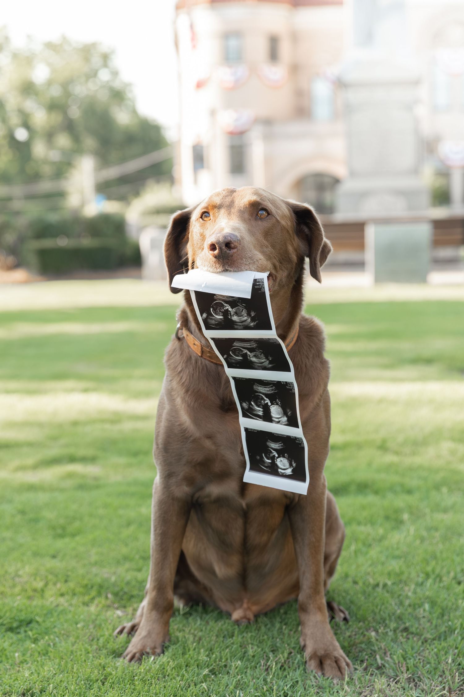 Chocolate Labrador dog sitting on green grass holding ultrasound sonogram photos in its mouth for a pregnancy announcement.