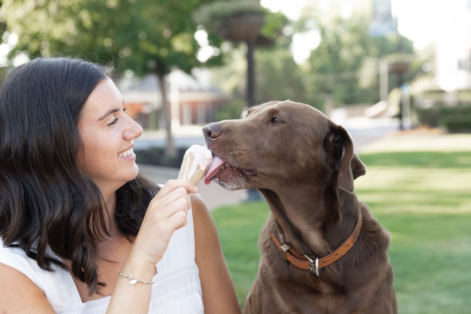A smiling woman feeds a treat to a chocolate Labrador Retriever outdoors in a sunny green park.