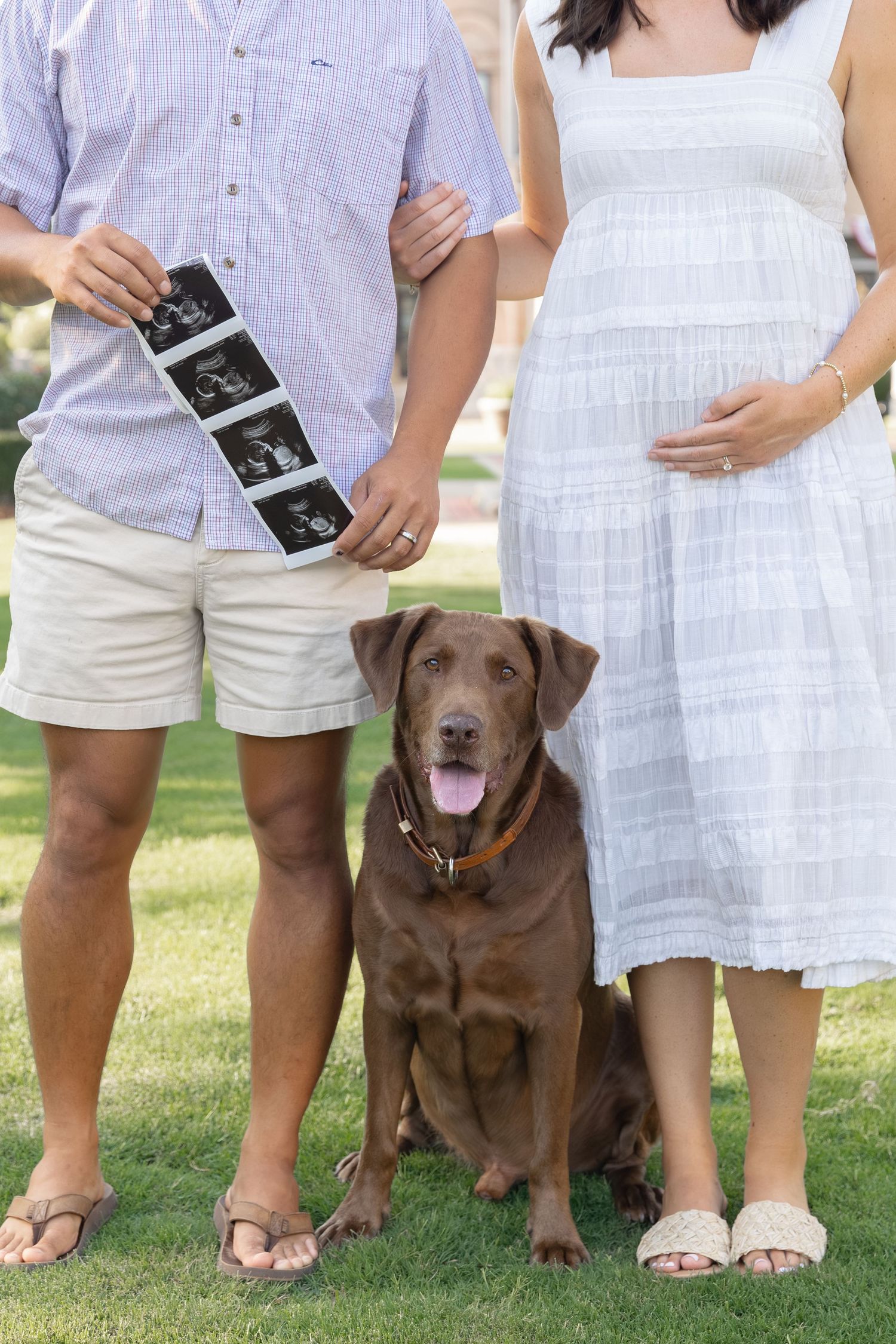 Pregnant couple holding ultrasound photos with chocolate Labrador dog sitting on grass for maternity announcement photo.
