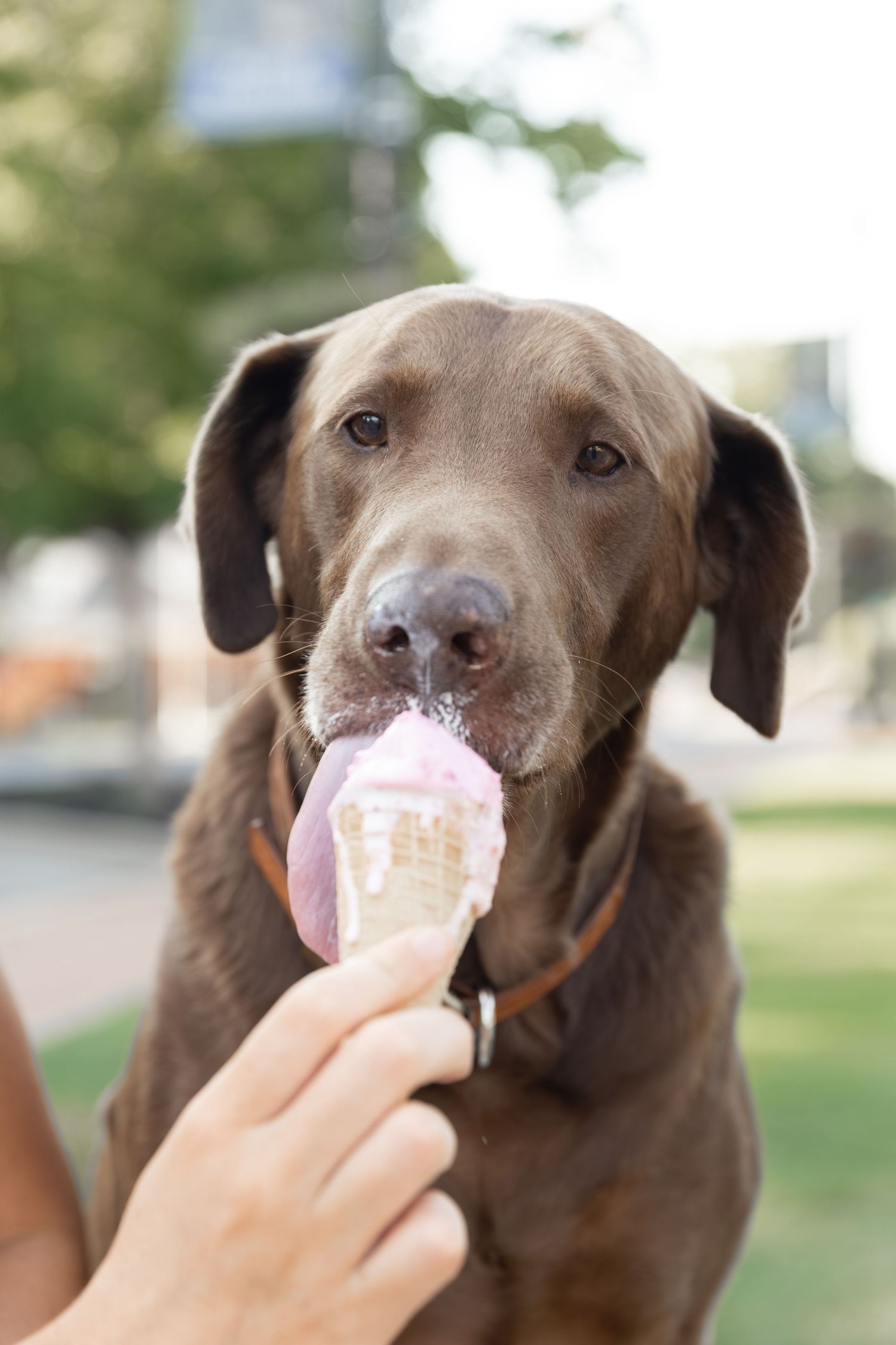 Chocolate Labrador licking a pink ice cream cone held by a person outdoors in a park.