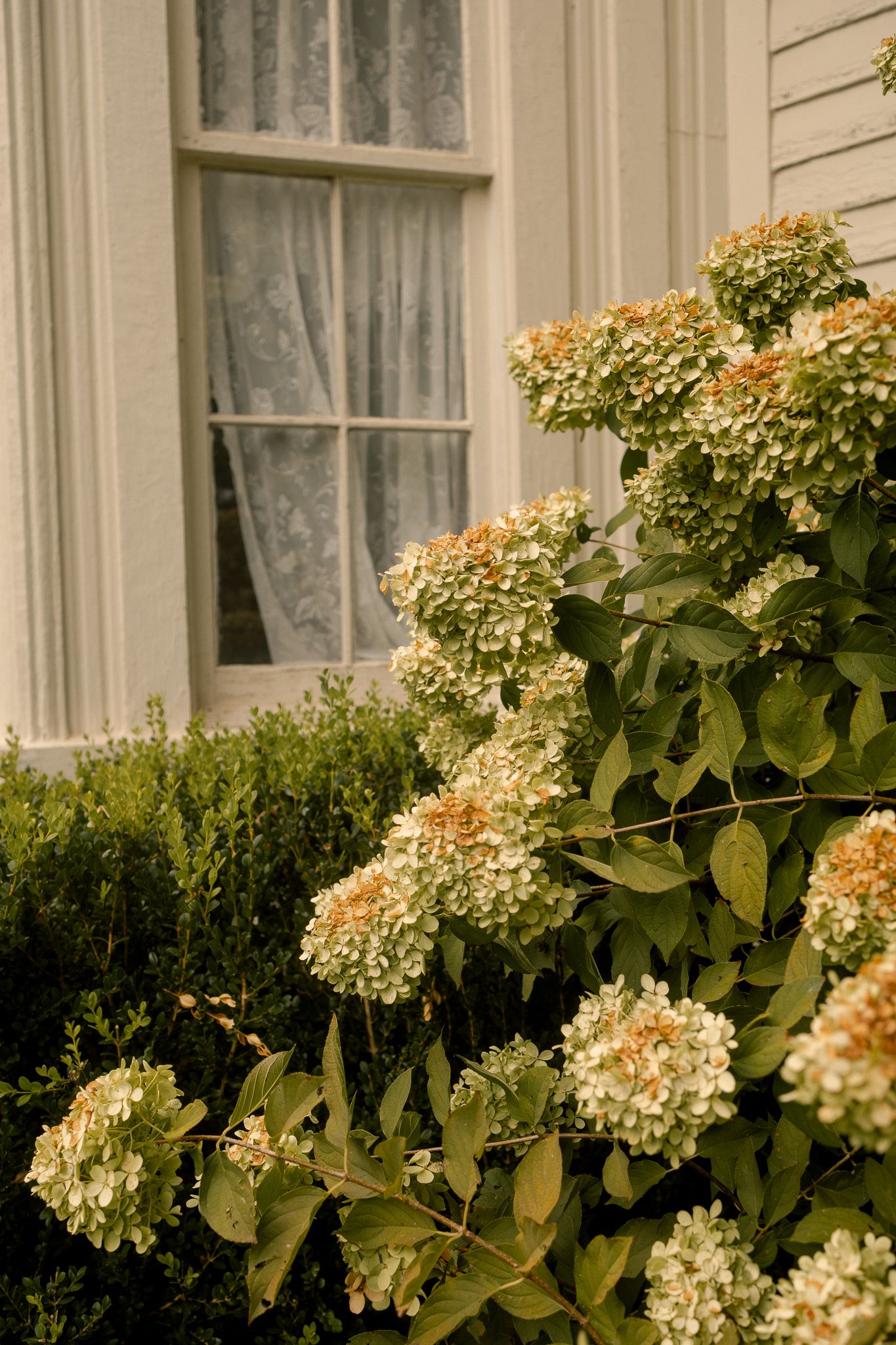 Blooming hydrangea bush with cream and peach flowers grows beside a white house window with lace curtains.