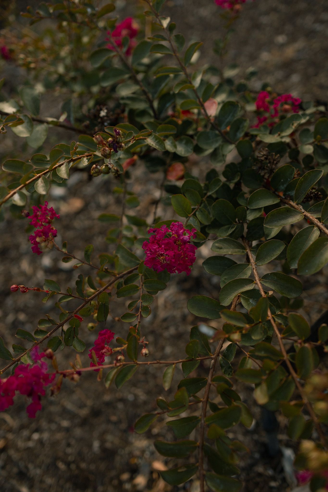 Dark moody close-up of deep pink crepe myrtle blooms on branches with green leaves over rocky ground.