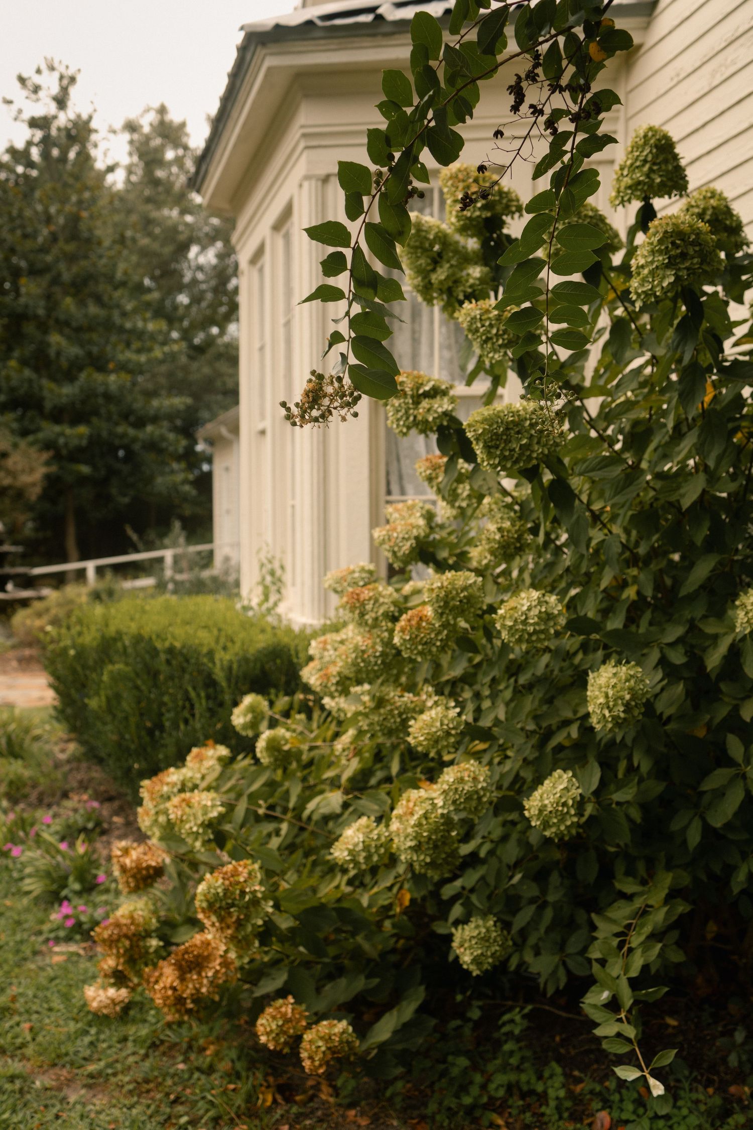 Lush hydrangea bushes with white and orange blooms grow beside a charming white farmhouse exterior.