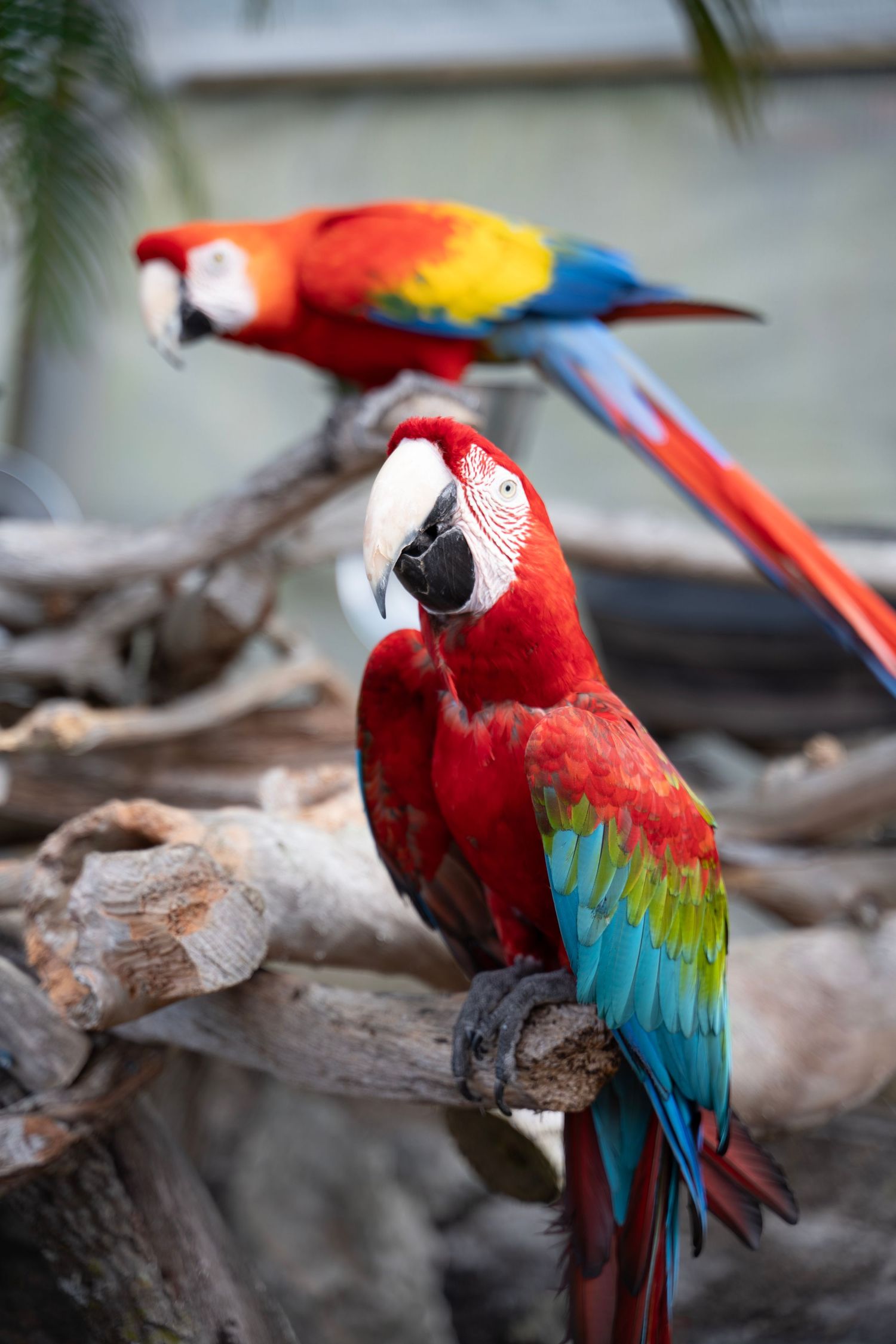 A vibrant scarlet macaw perched on a branch displays its stunning red, blue and yellow feathers in a series of photos.