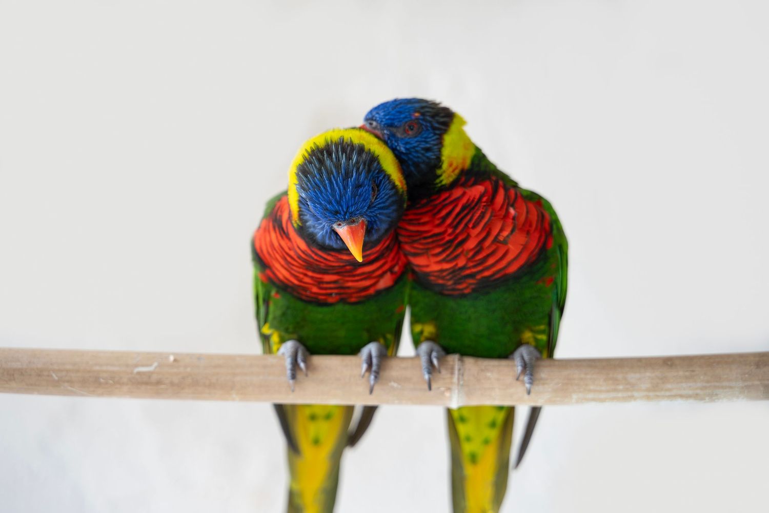 Two colorful lorikeet parrots perched close together on a branch with their feathers touching.
