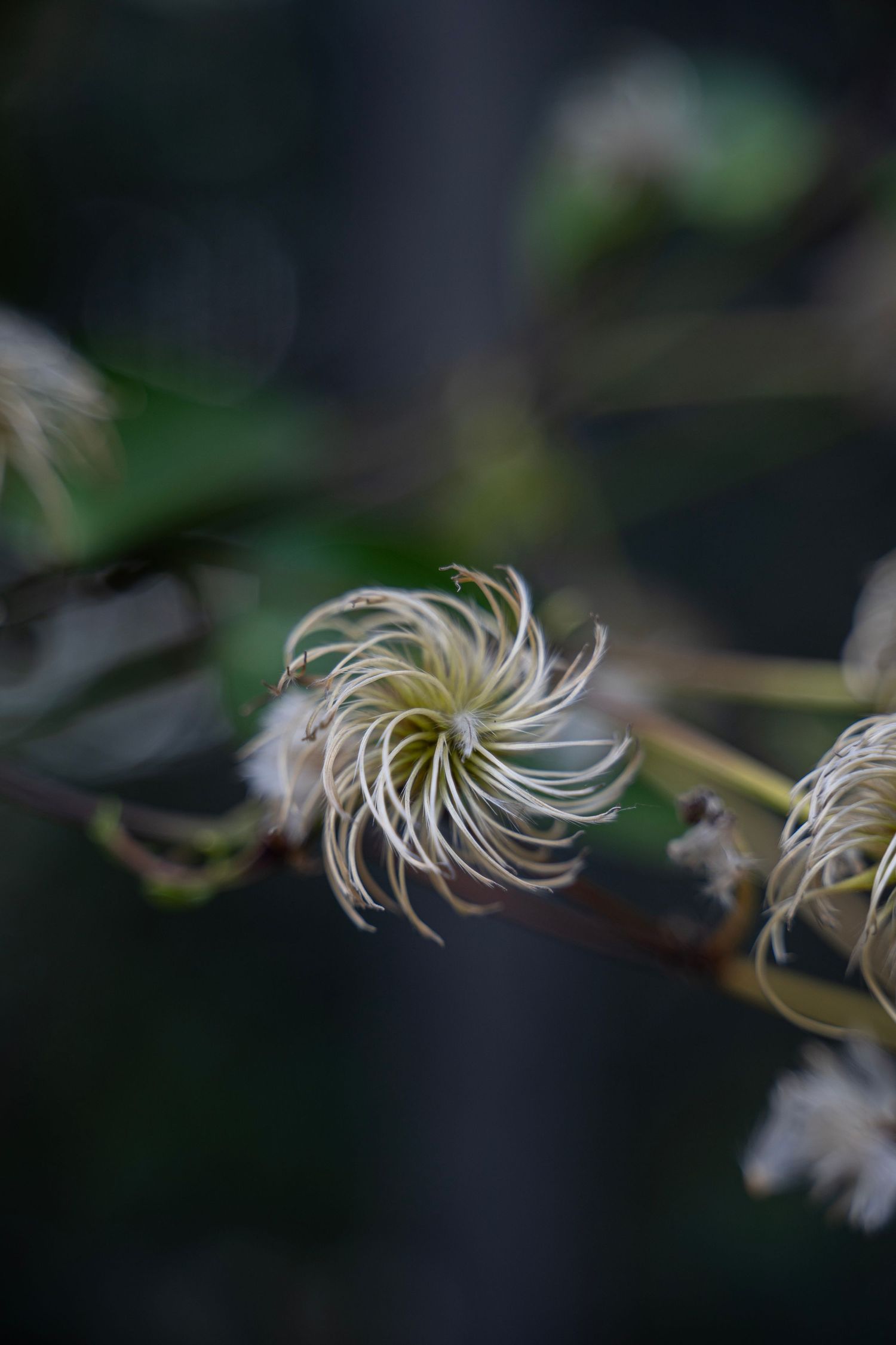 Time-lapse sequence showing delicate white clematis flower petals curling and transforming against dark background.